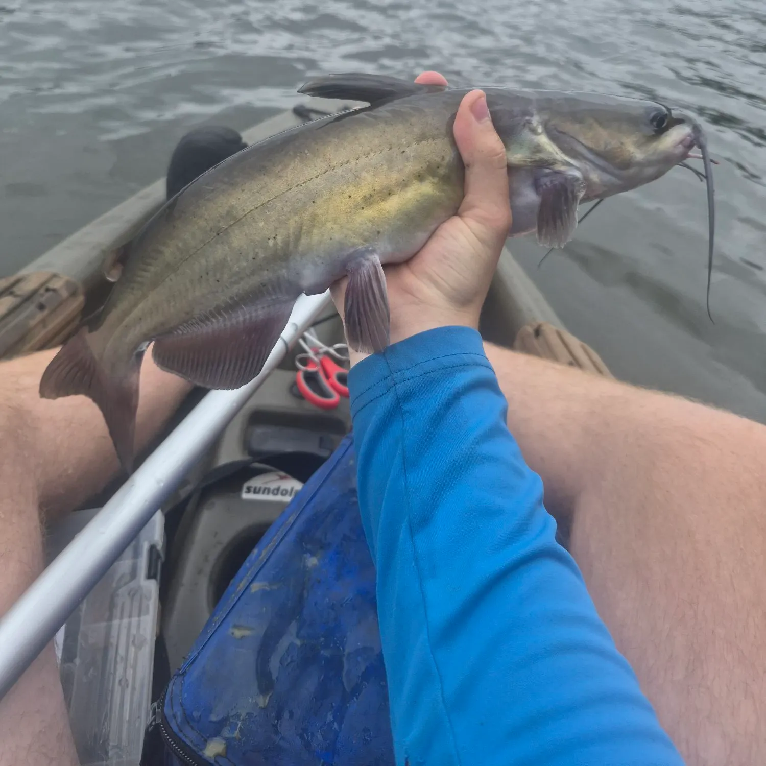 Channel catfish caught on Fishbrain