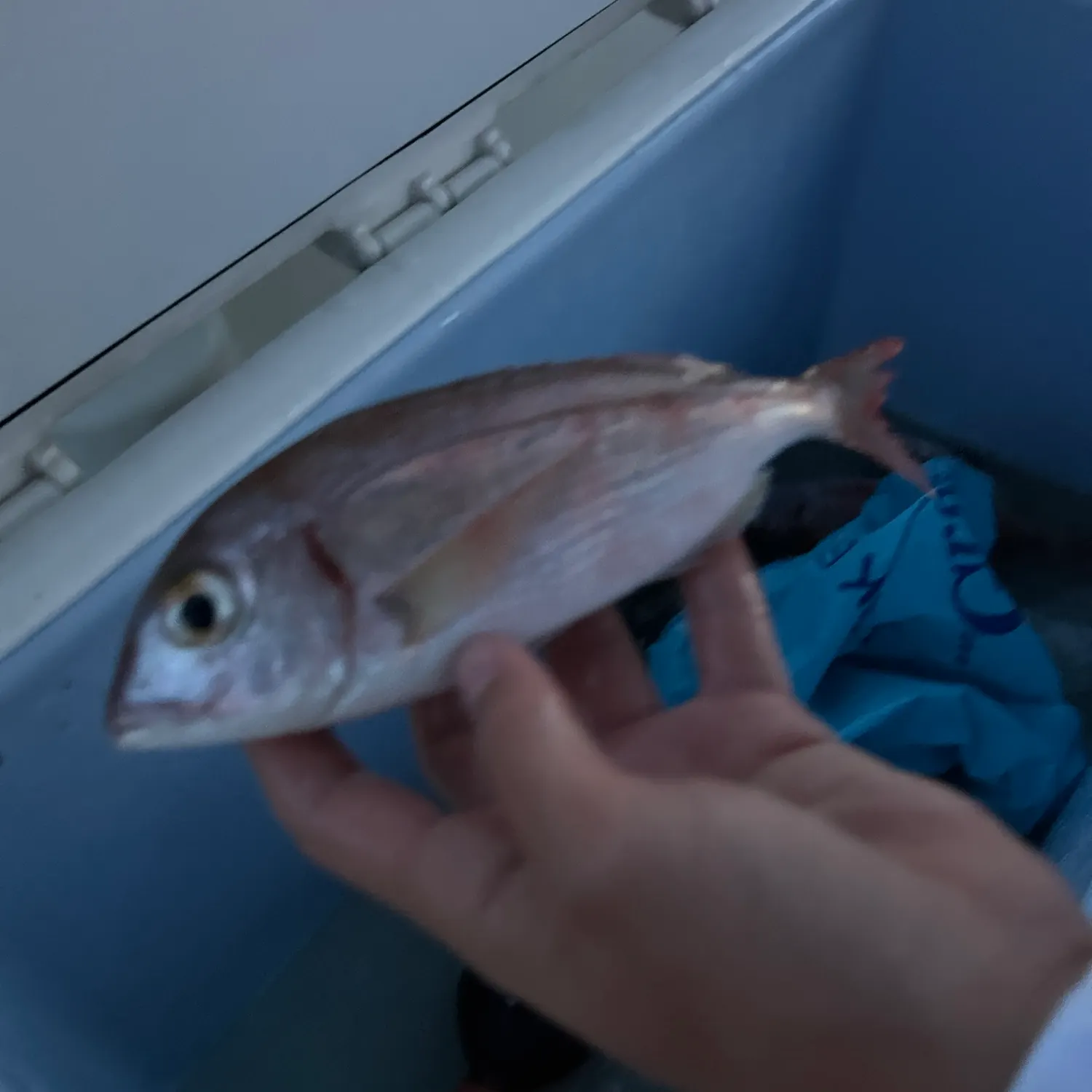 The most recent Common pandora catches on Fishbrain
