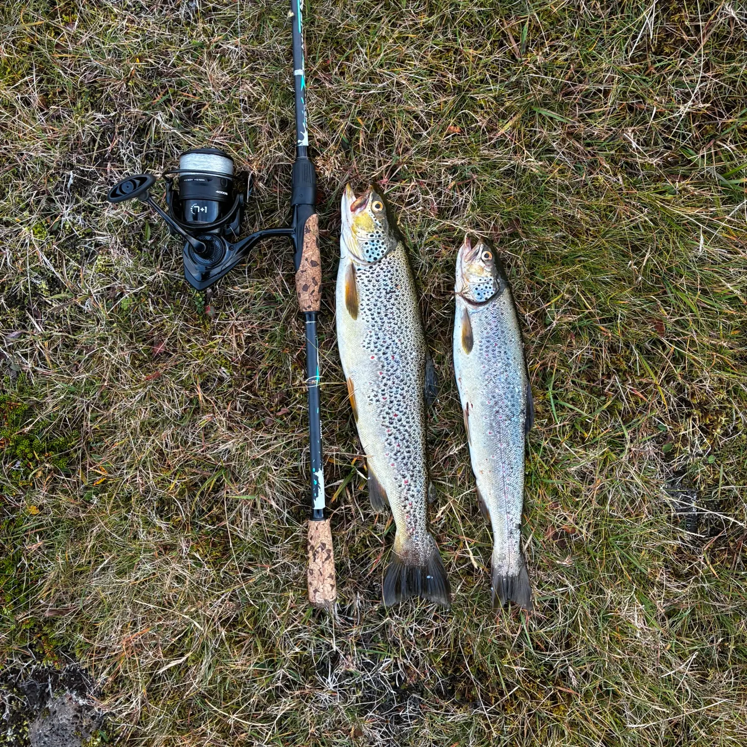 Brown trout caught on Fishbrain