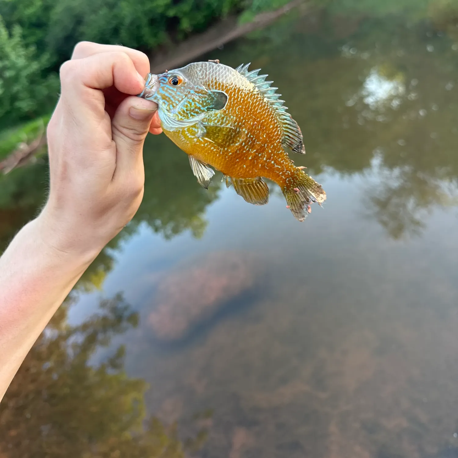 The most recent Plains longear sunfish catches on Fishbrain