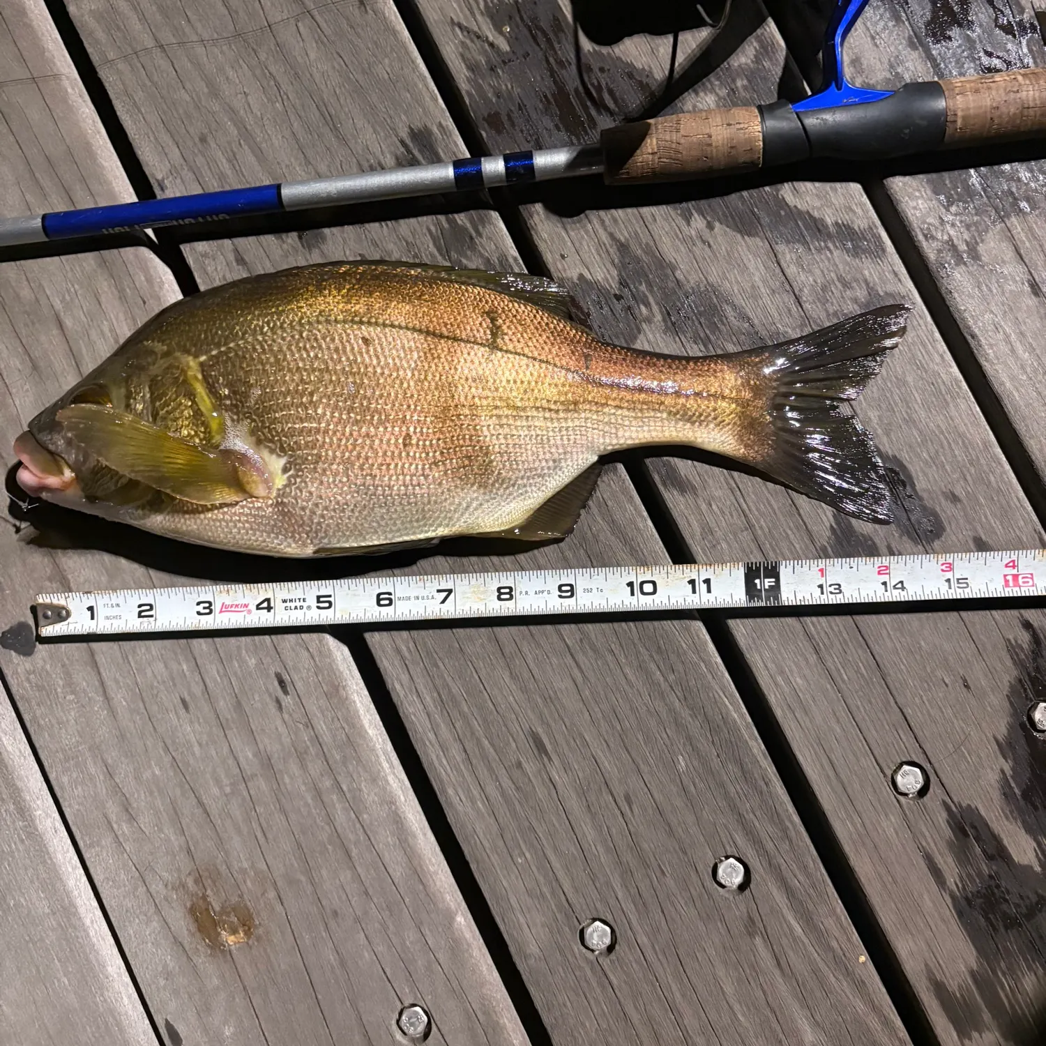 recently logged catches