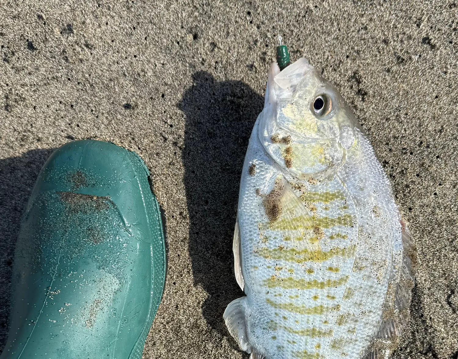 Barred surfperch