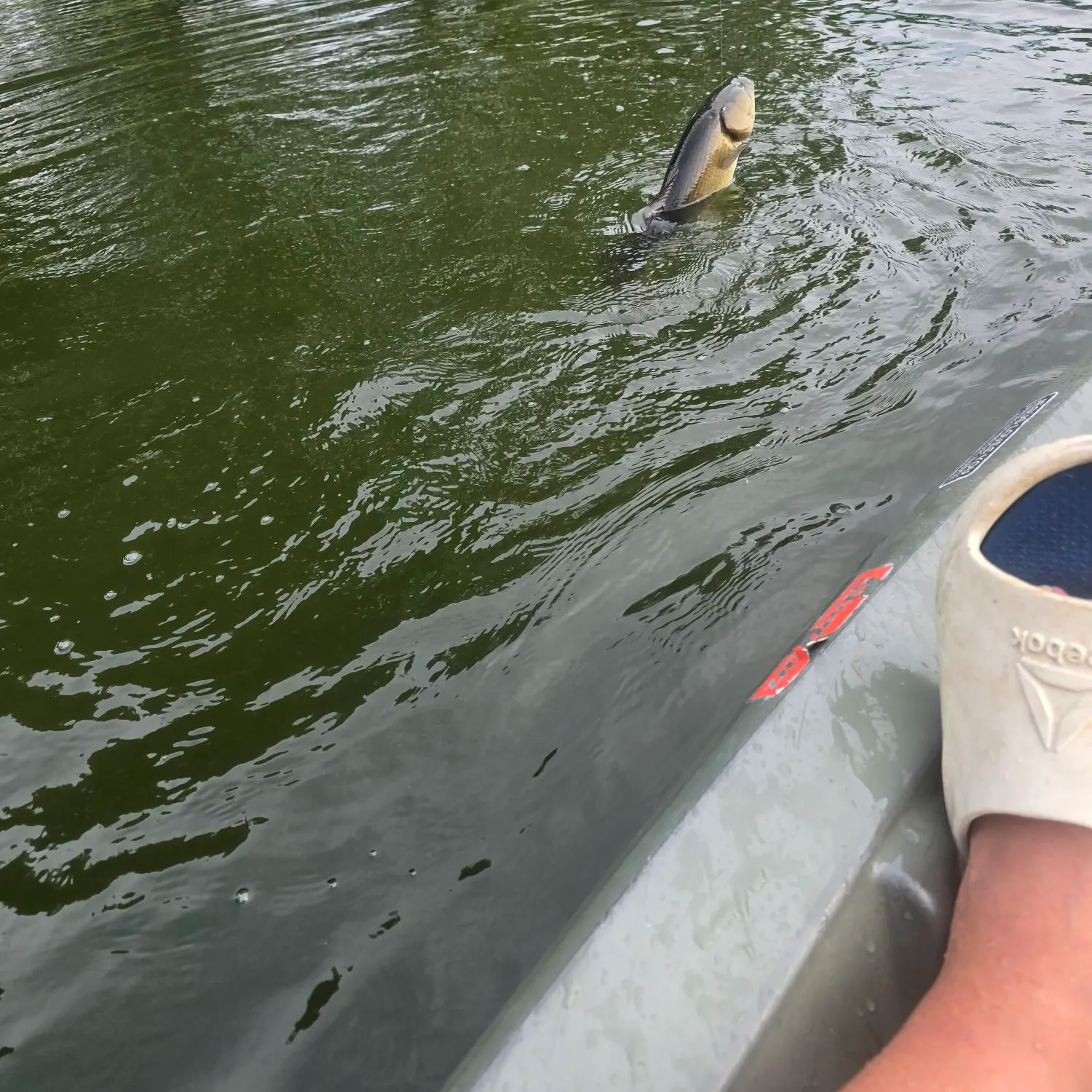 Eyetail bowfin caught on Fishbrain