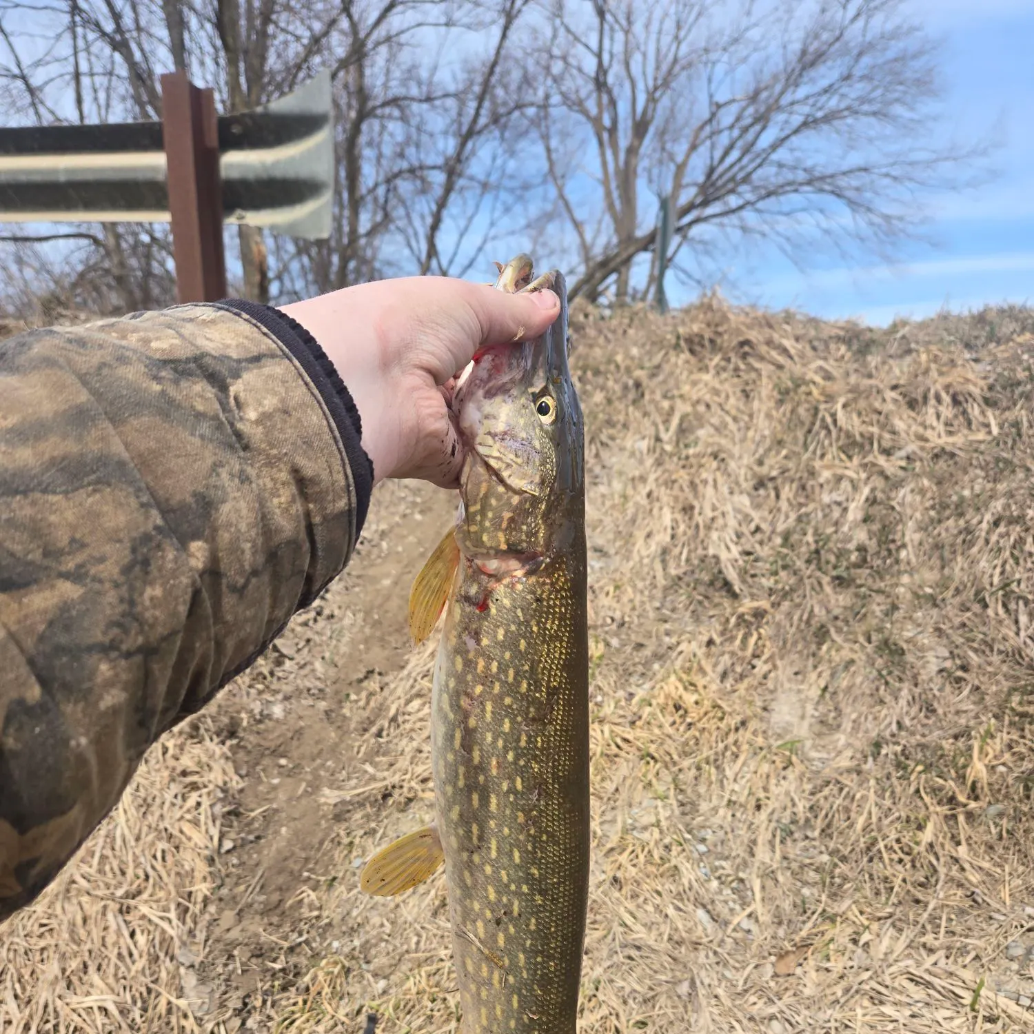 The most recent Northern pike catches on Fishbrain