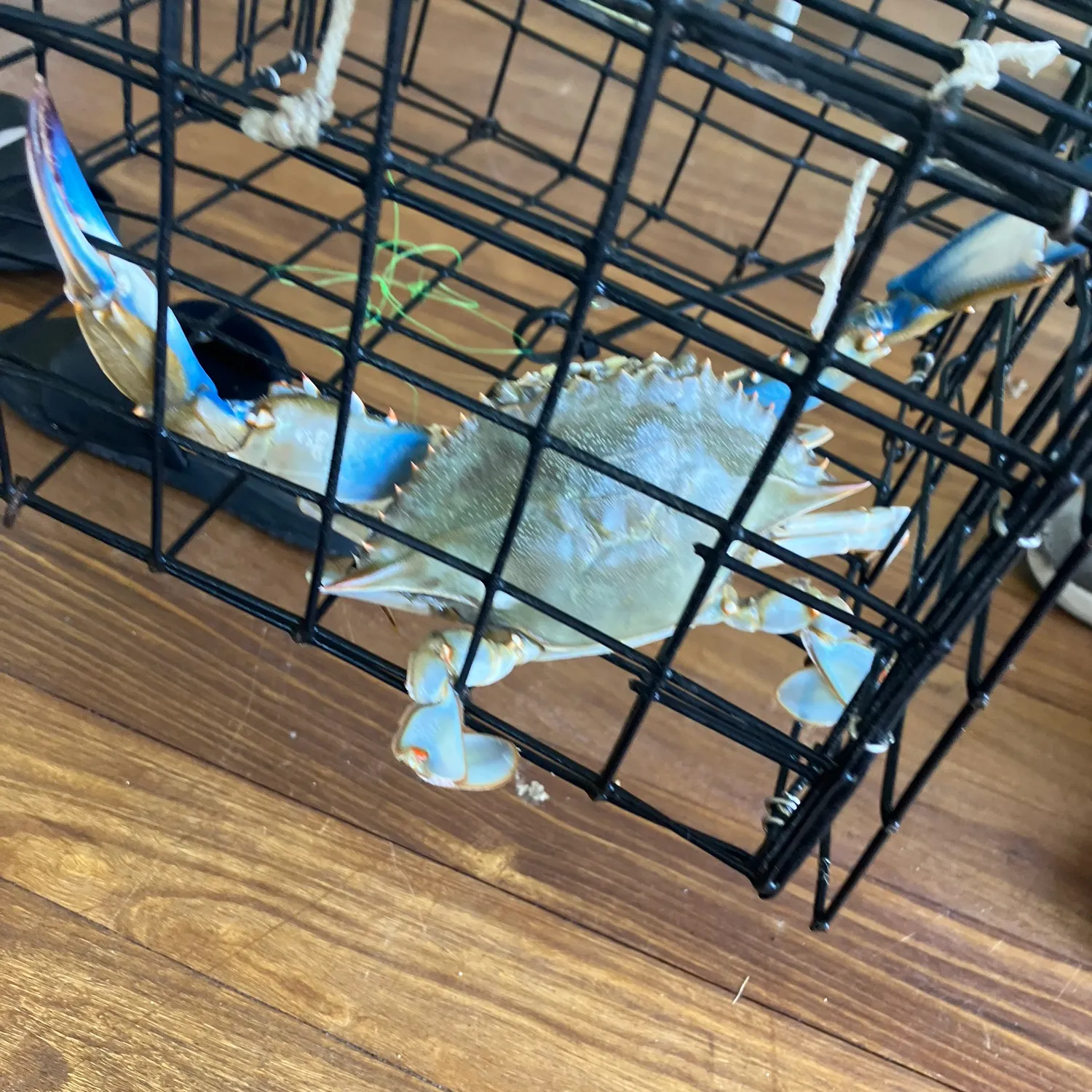 Blue crab caught on Fishbrain