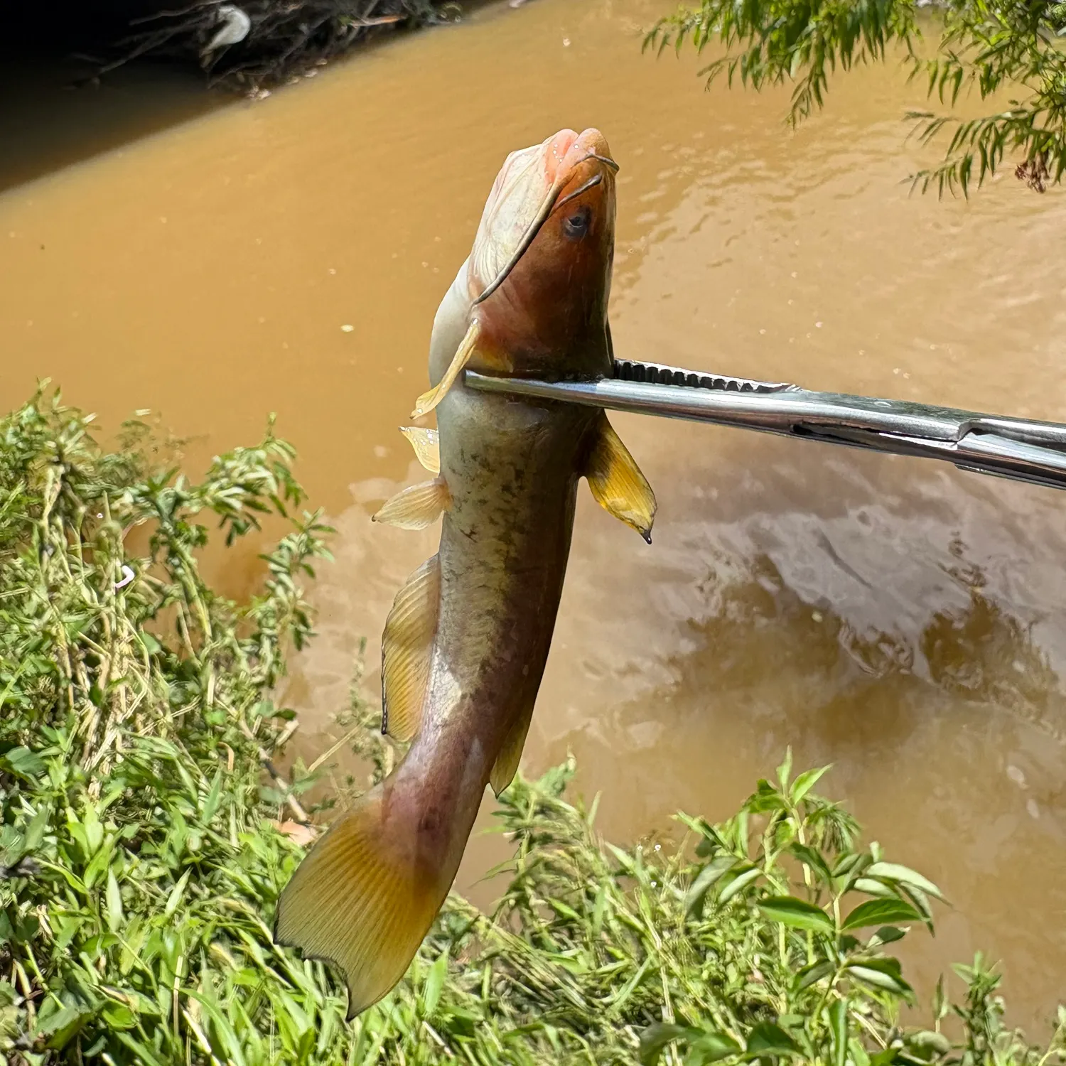 The most recent Flat bullhead catches on Fishbrain