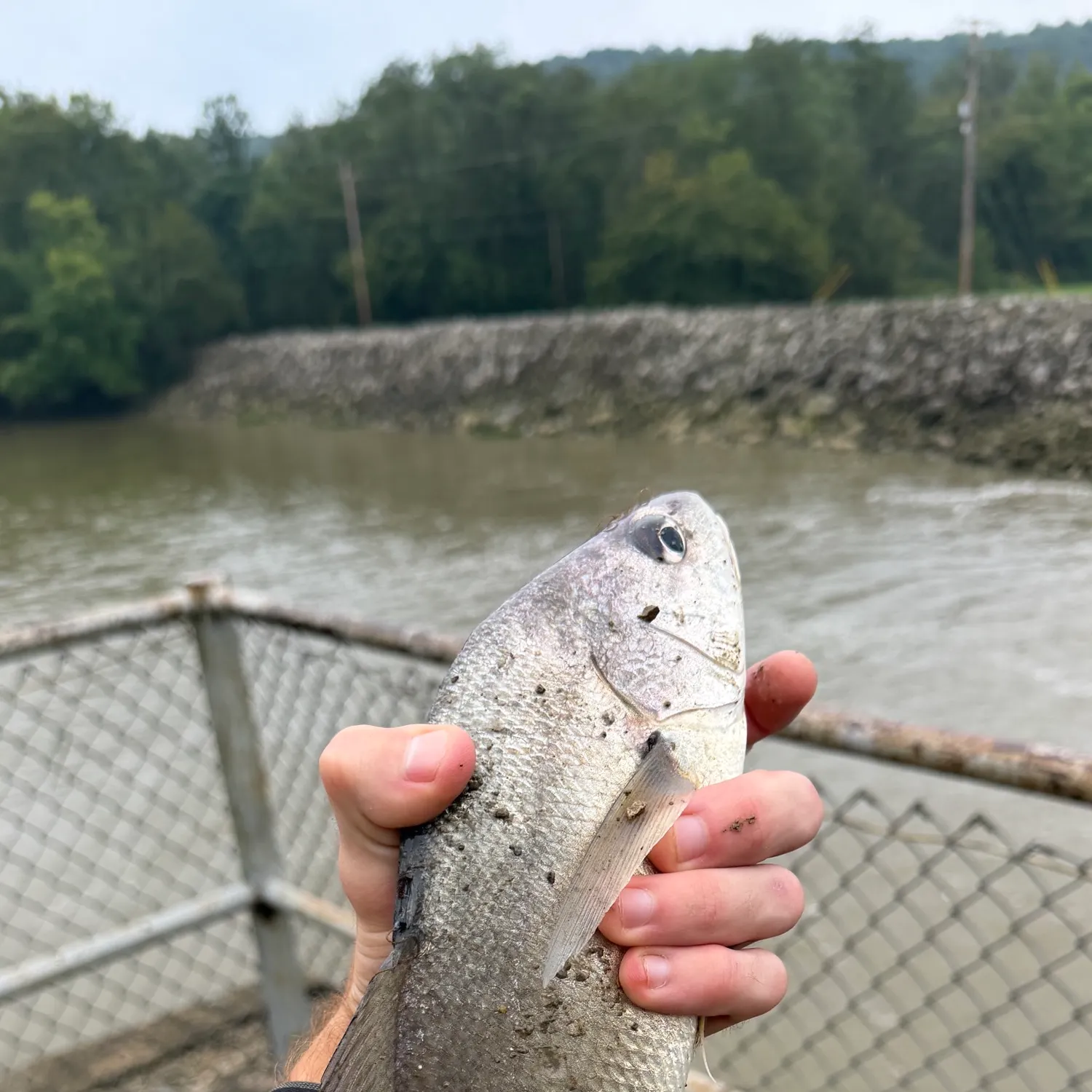 Freshwater drum caught on Fishbrain