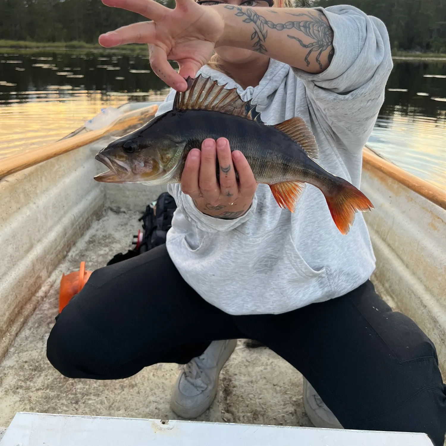 European perch caught on Fishbrain