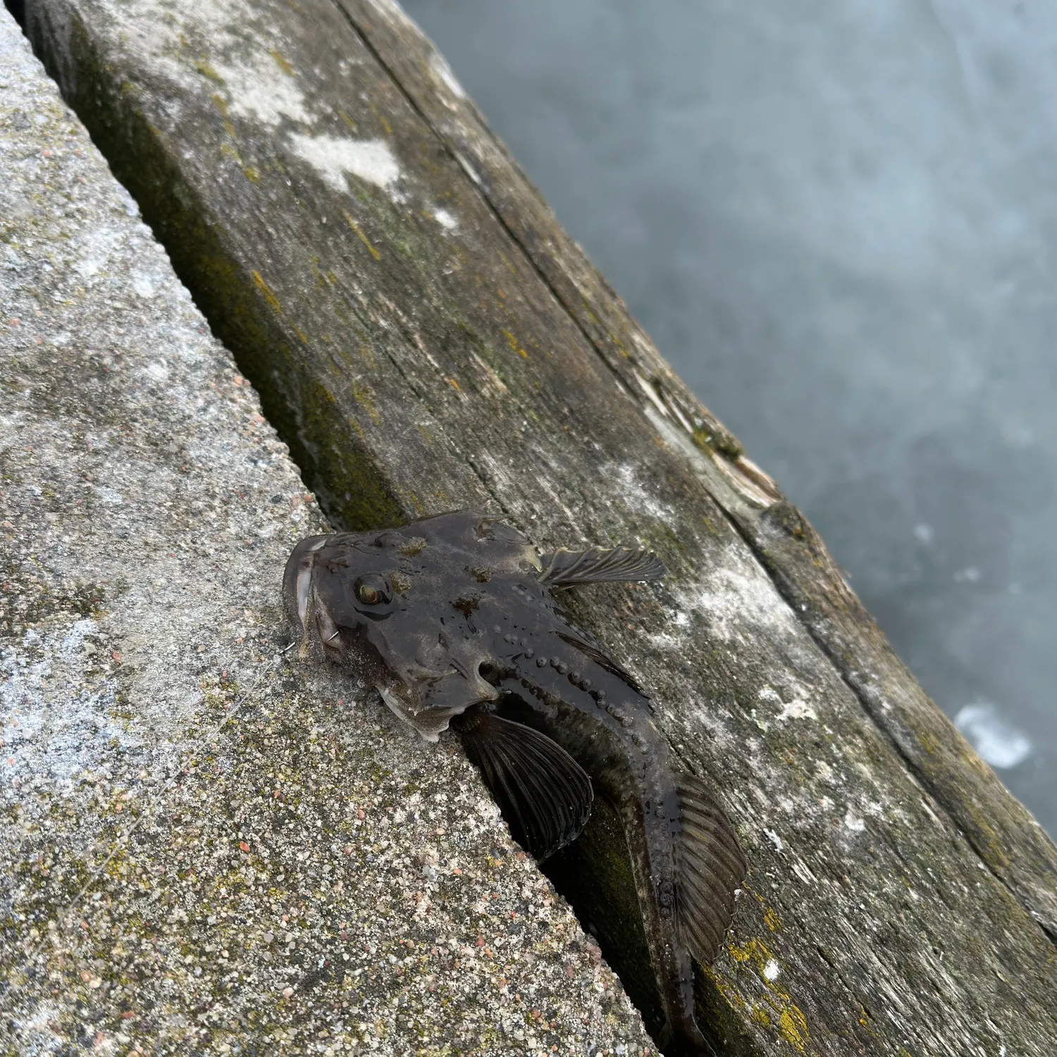 The most recent Fourhorn sculpin catches on Fishbrain