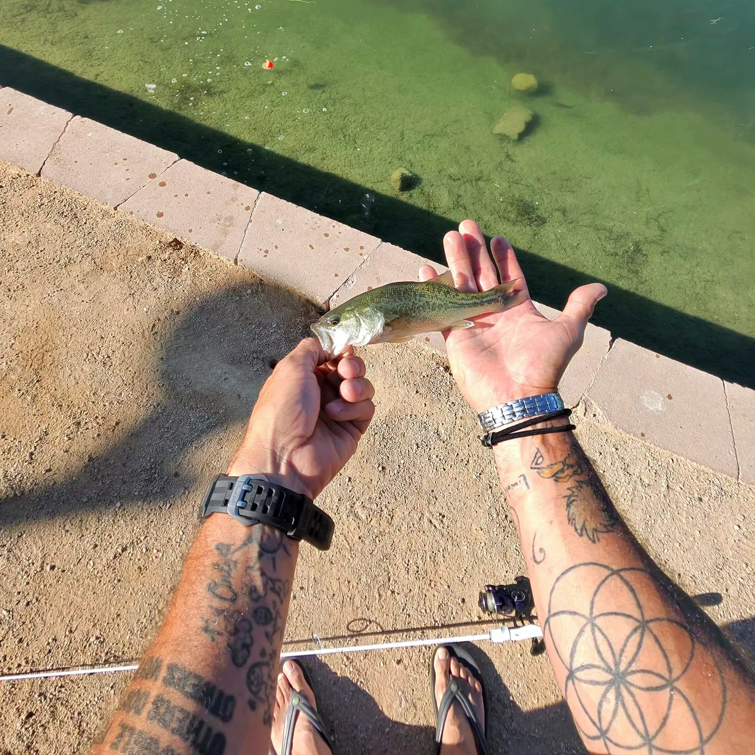 Largemouth bass caught on Fishbrain
