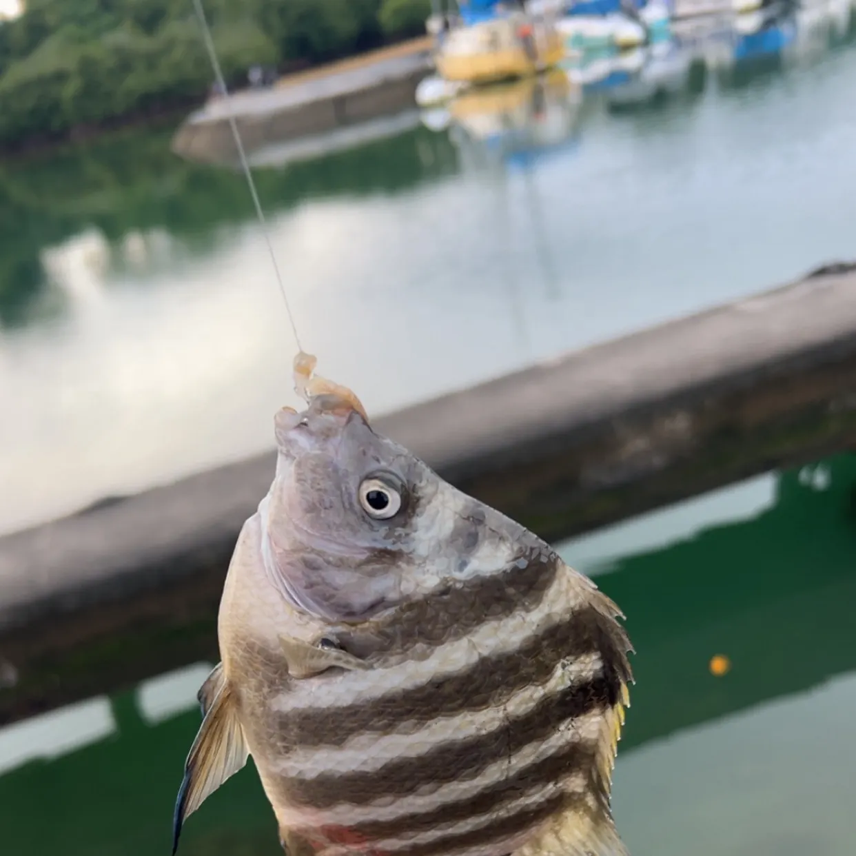 The most recent Banded sergeant catches on Fishbrain