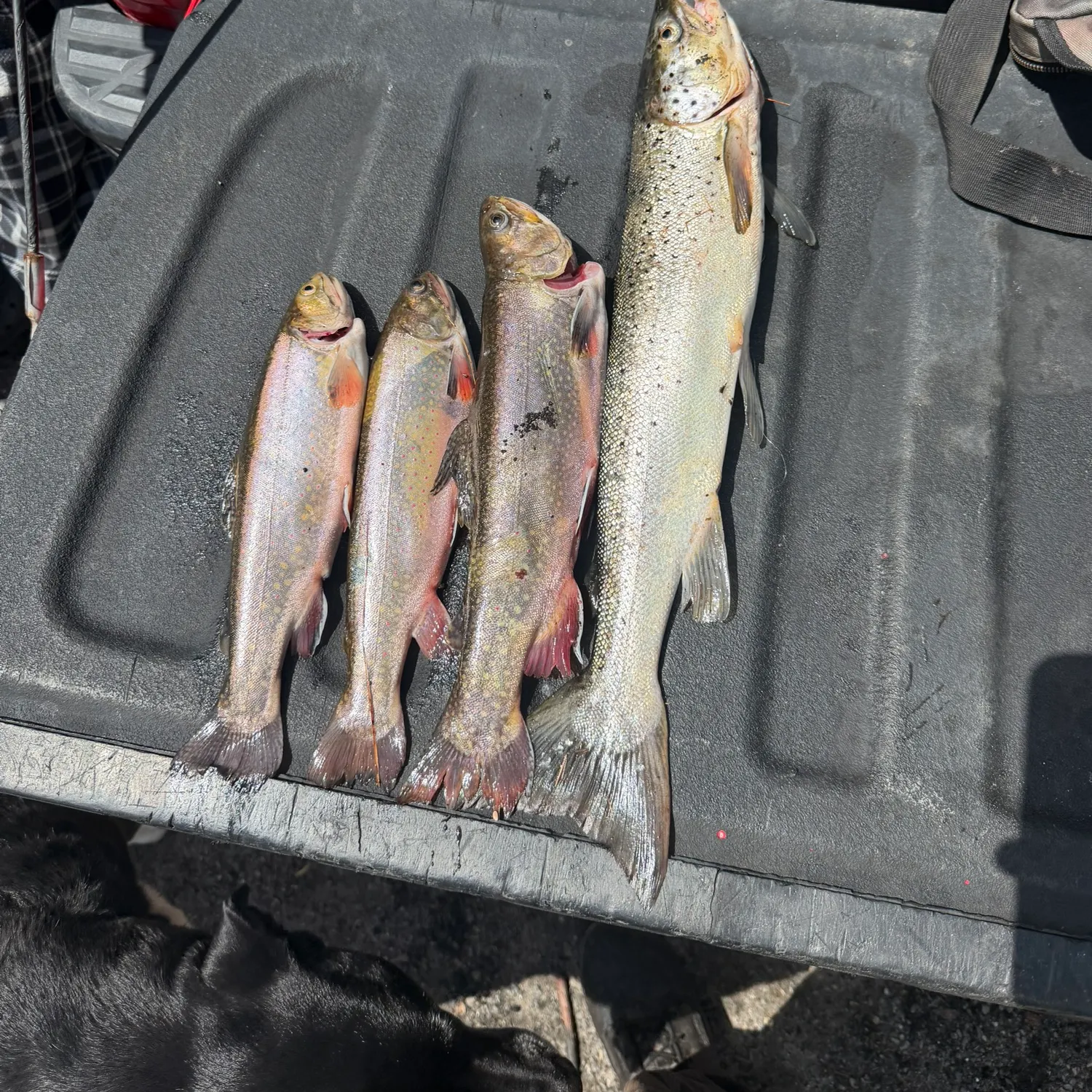 The most recent Landlocked atlantic salmon catches on Fishbrain