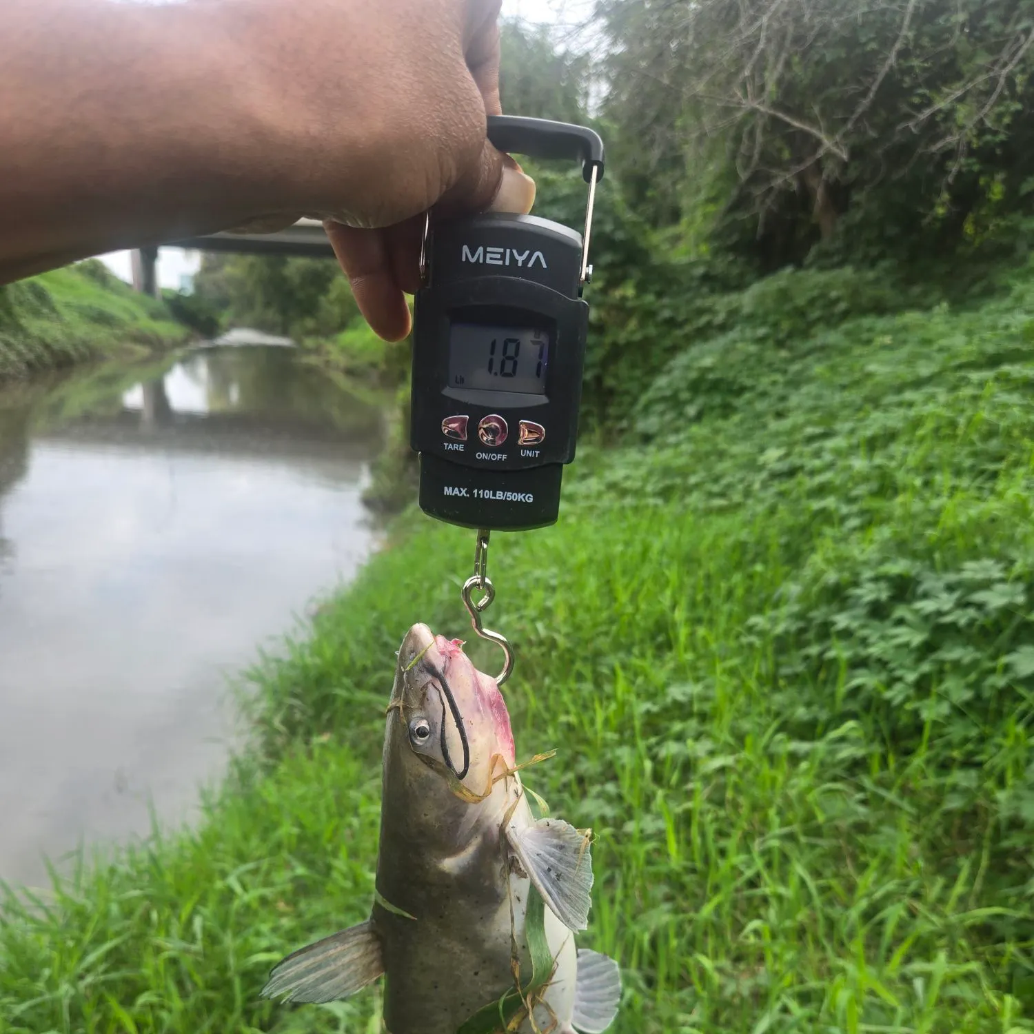 Channel catfish caught on Fishbrain