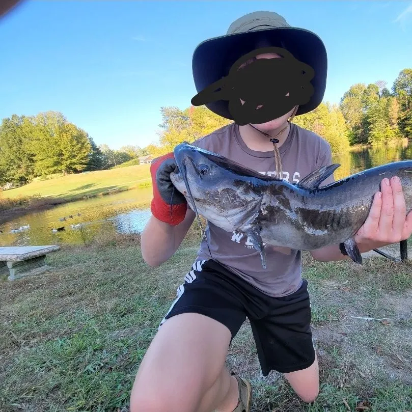 Channel catfish caught on Fishbrain