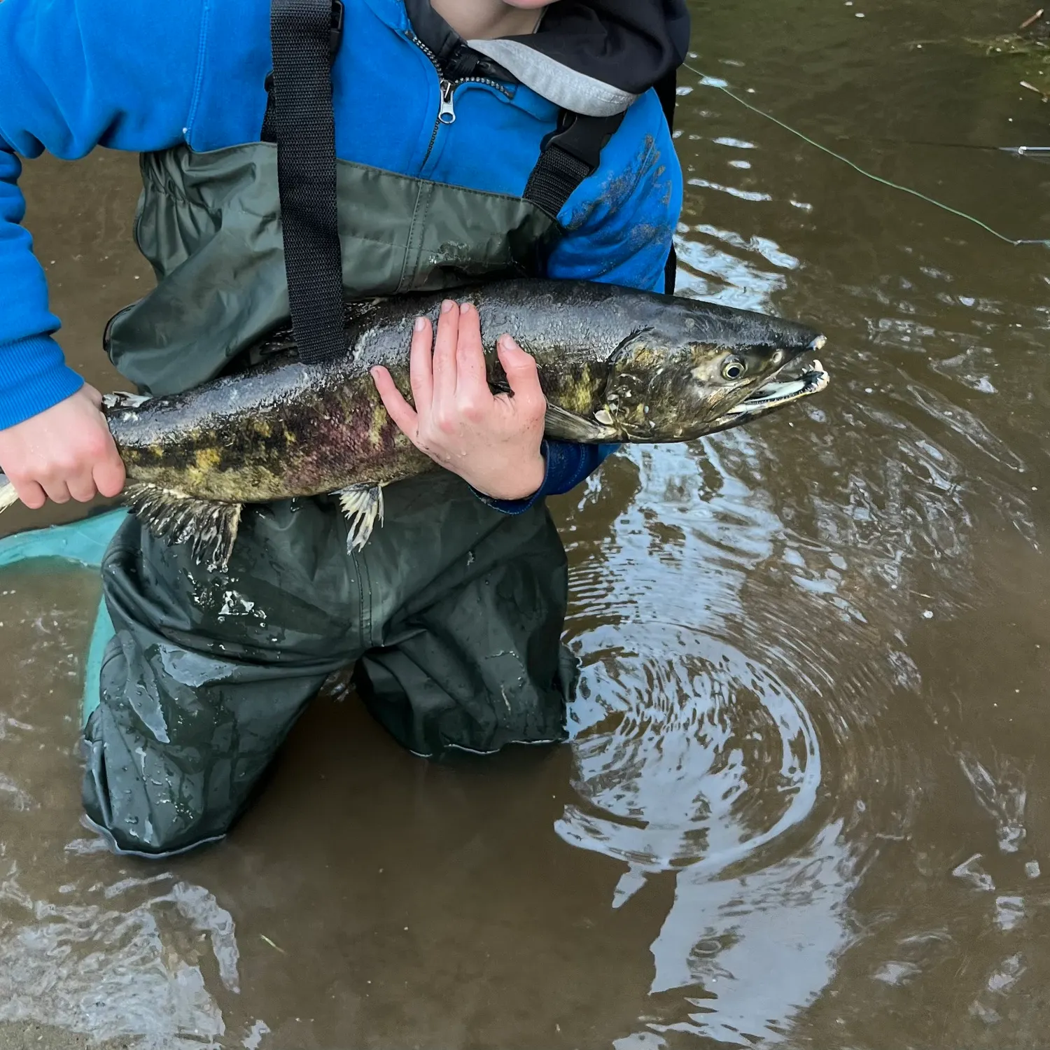 The most recent Chum salmon catches on Fishbrain
