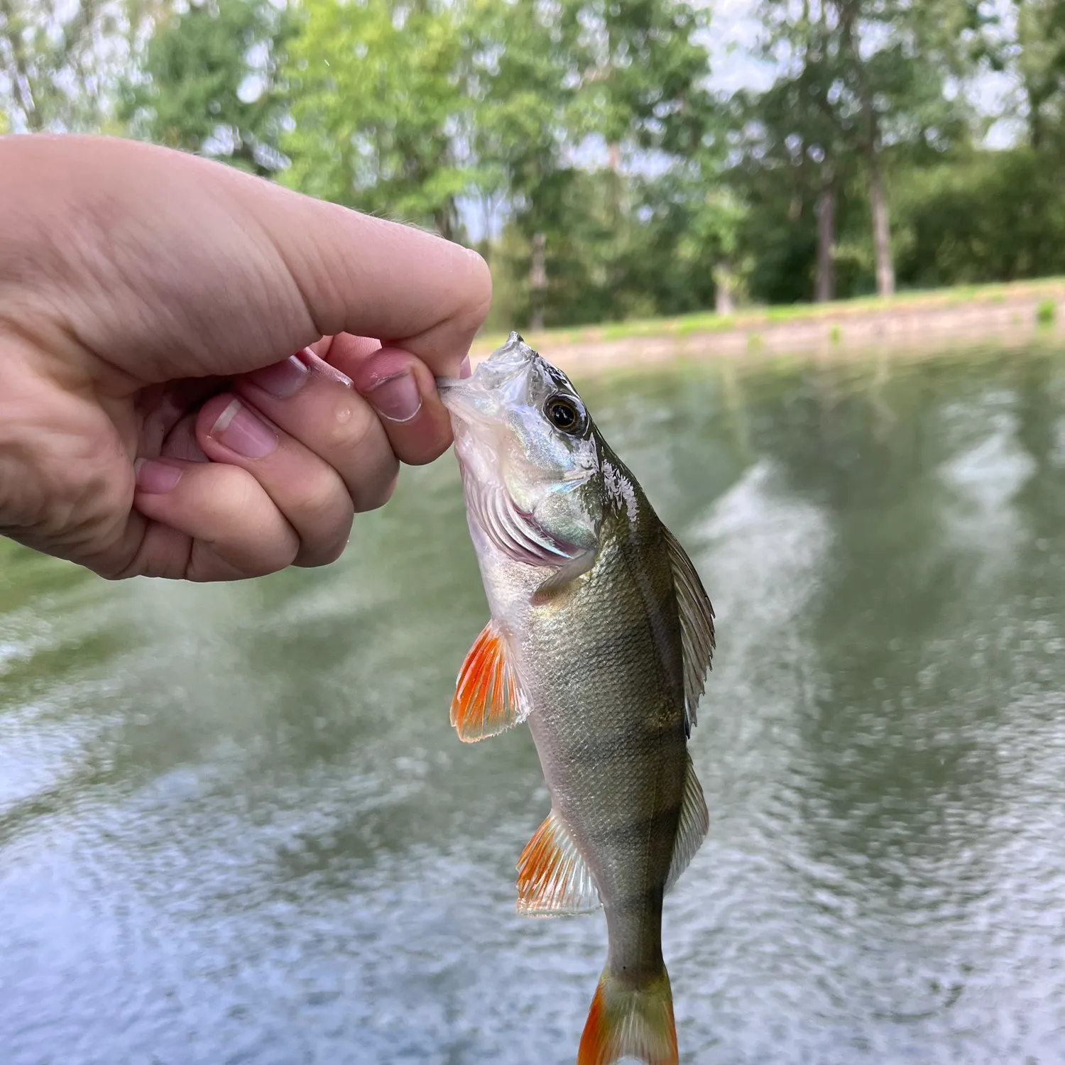 European perch caught on Fishbrain