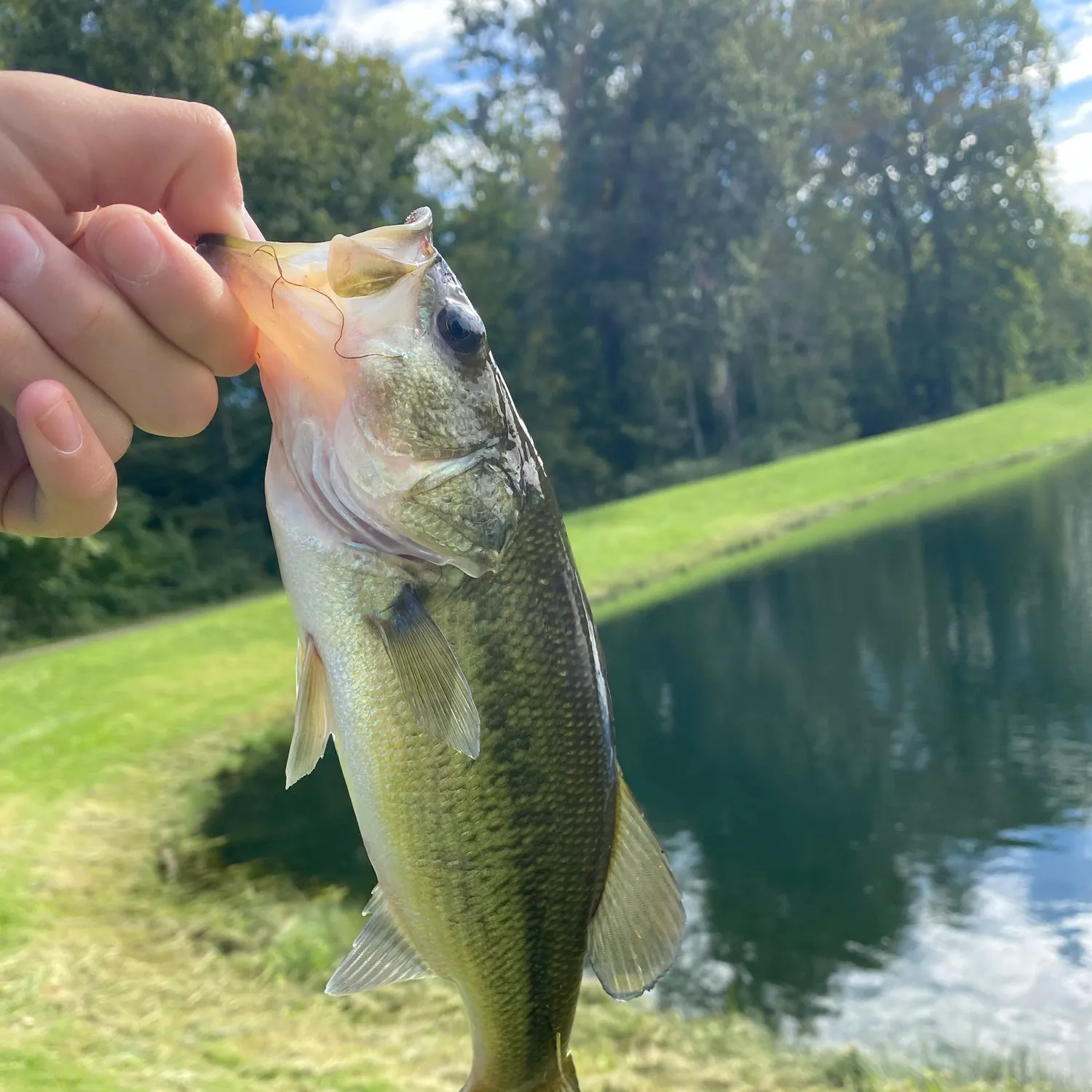 Largemouth bass caught on Fishbrain