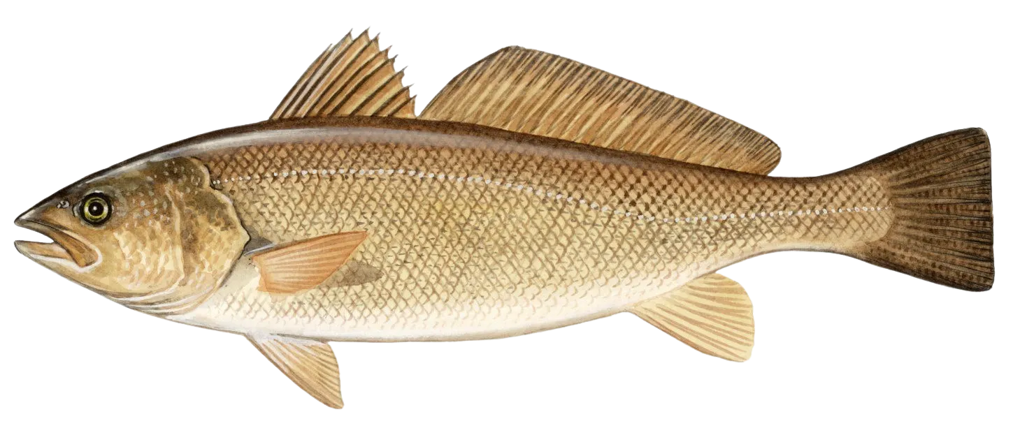Corvina drum