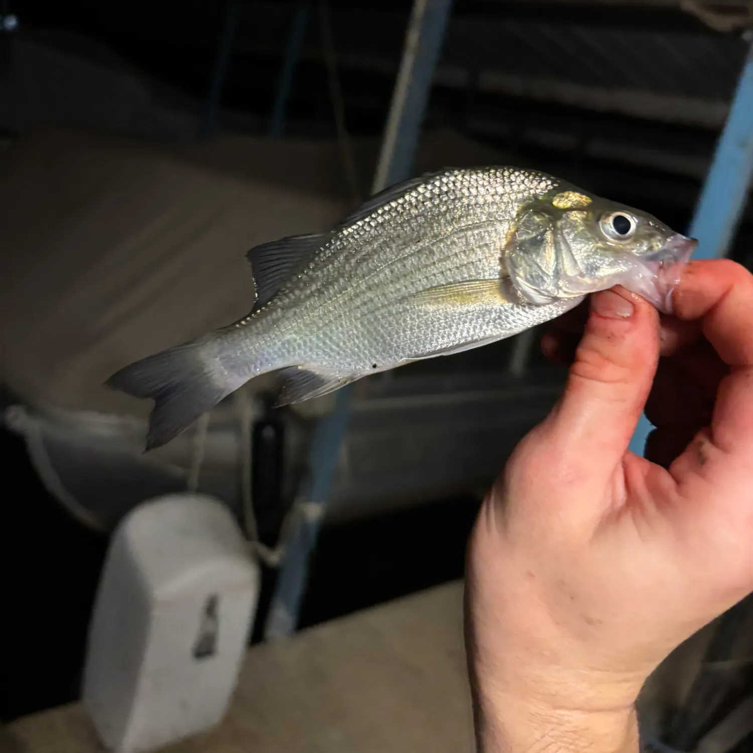 White perch caught on Fishbrain