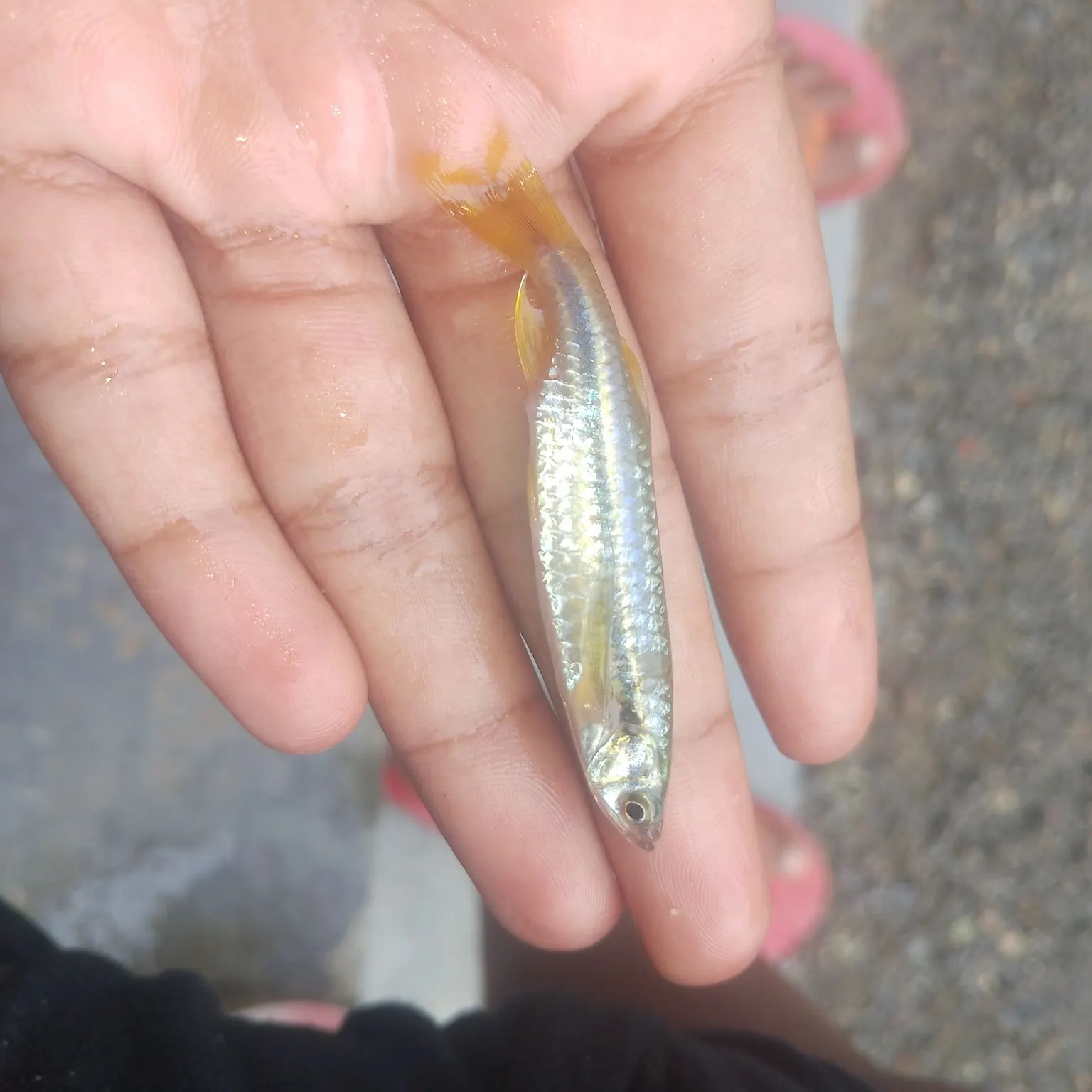 Barramundi caught on Fishbrain