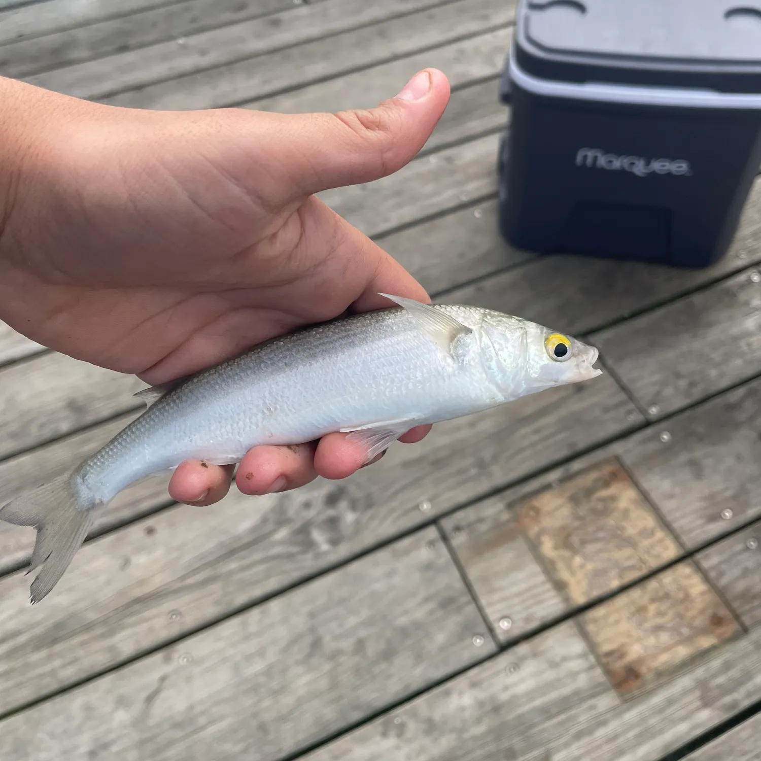 The most recent Yellow-eye mullet catches on Fishbrain