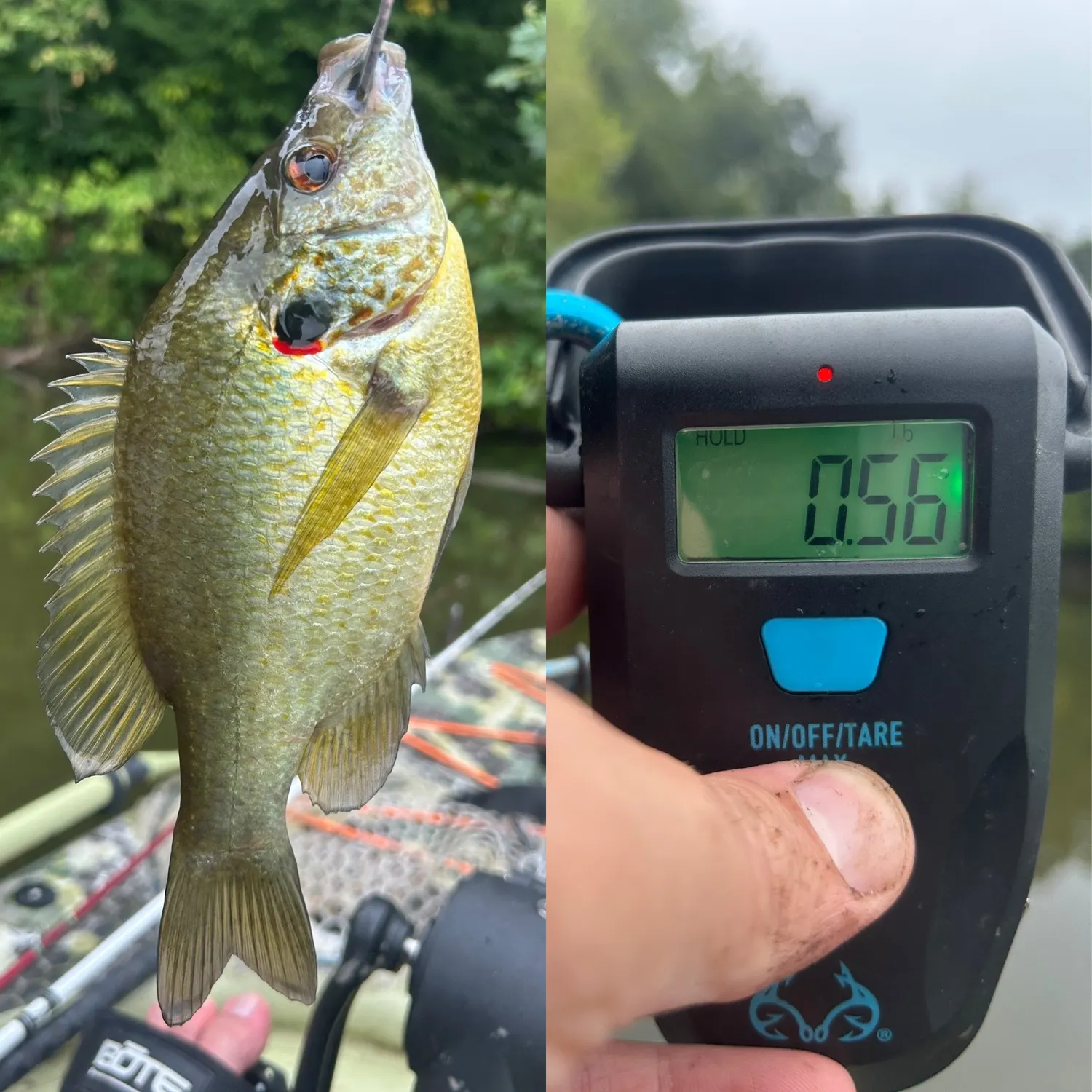 recently logged catches