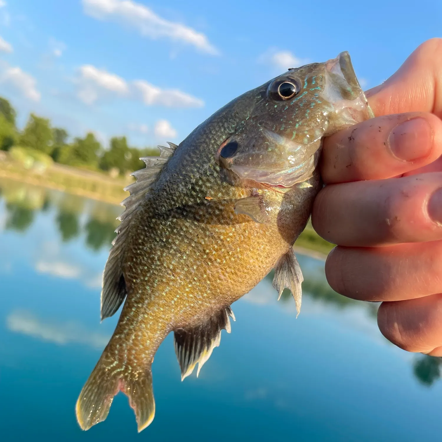 Green sunfish caught on Fishbrain