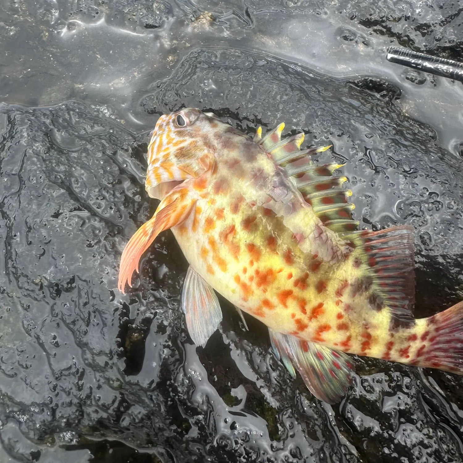 Stocky hawkfish caught on Fishbrain