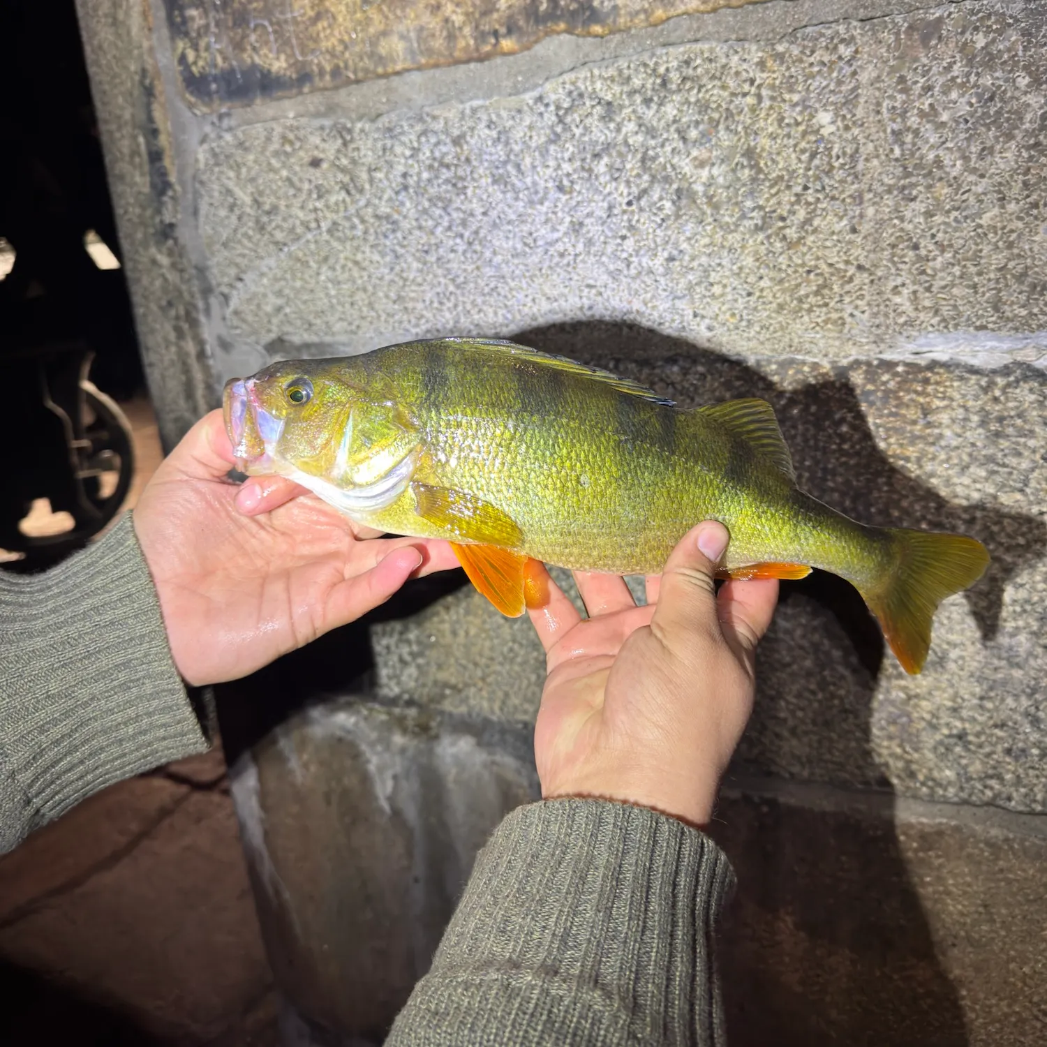 European perch caught on Fishbrain
