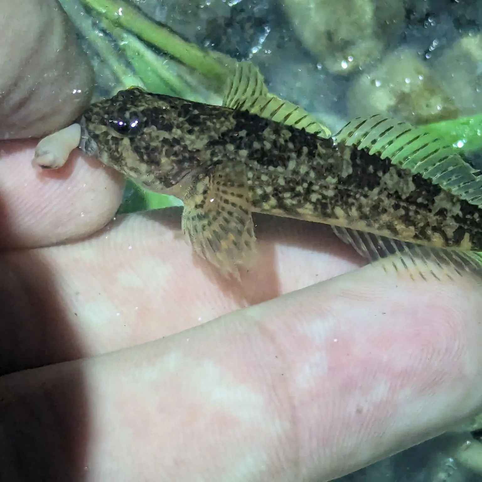 The most recent Coastrange sculpin catches on Fishbrain
