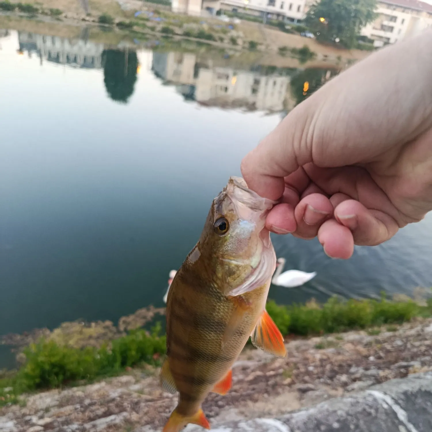 European perch caught on Fishbrain