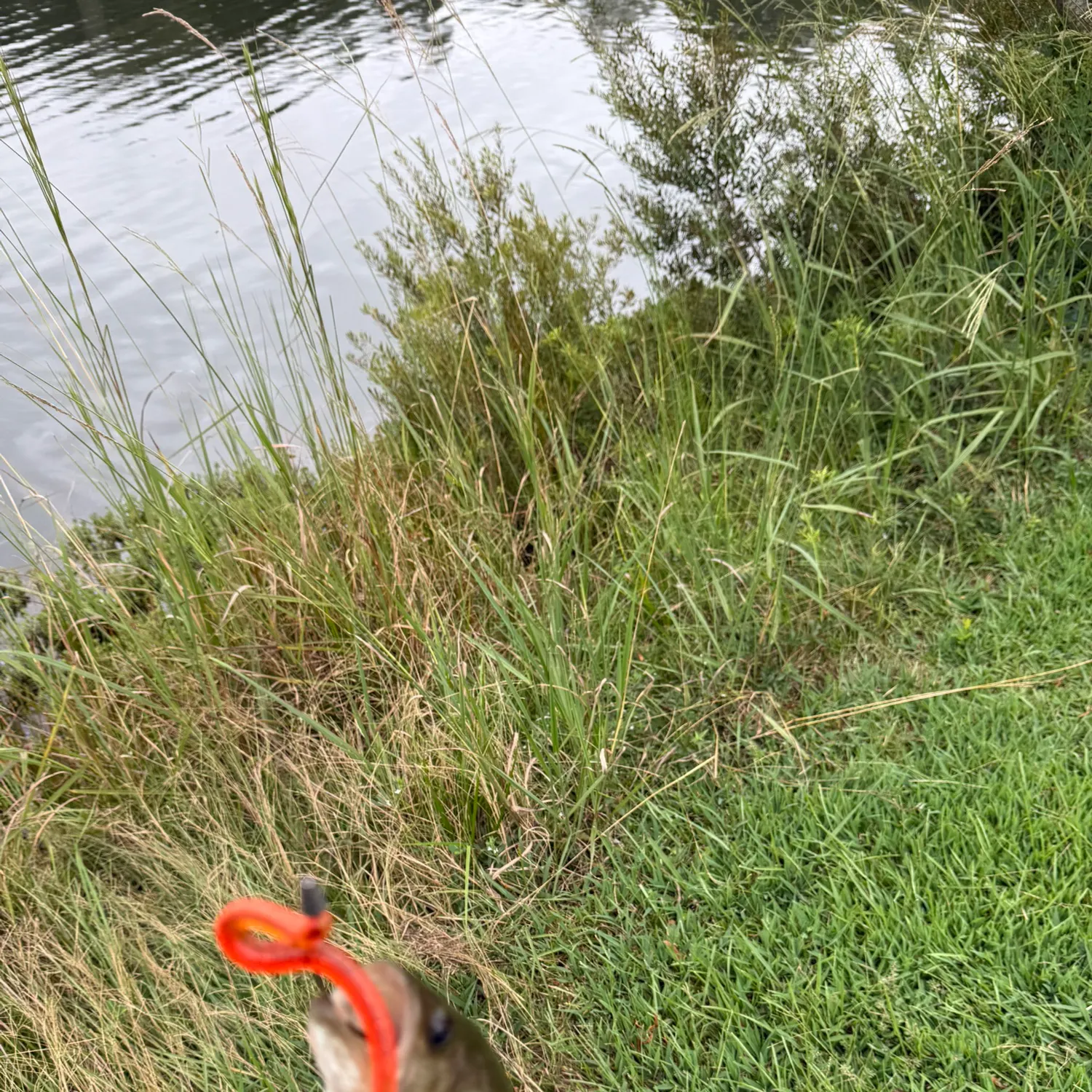 Fish caught on Fishbrain