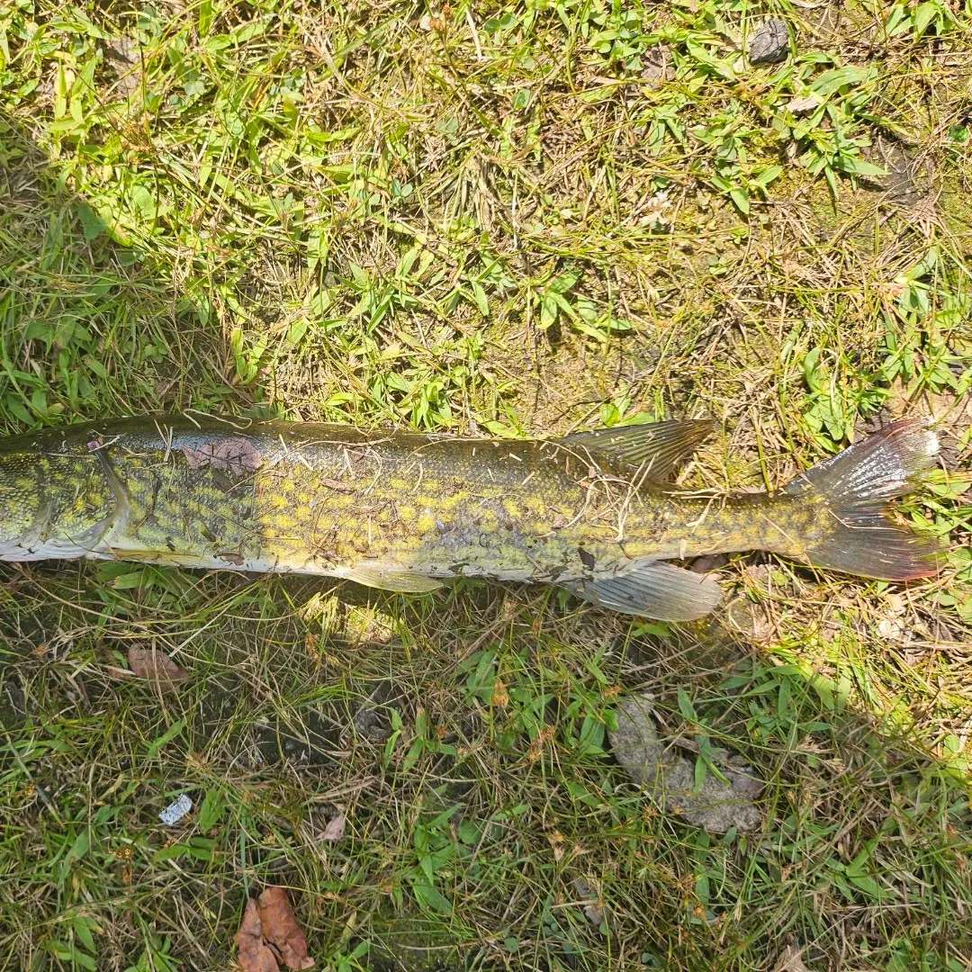 Chain pickerel caught on Fishbrain