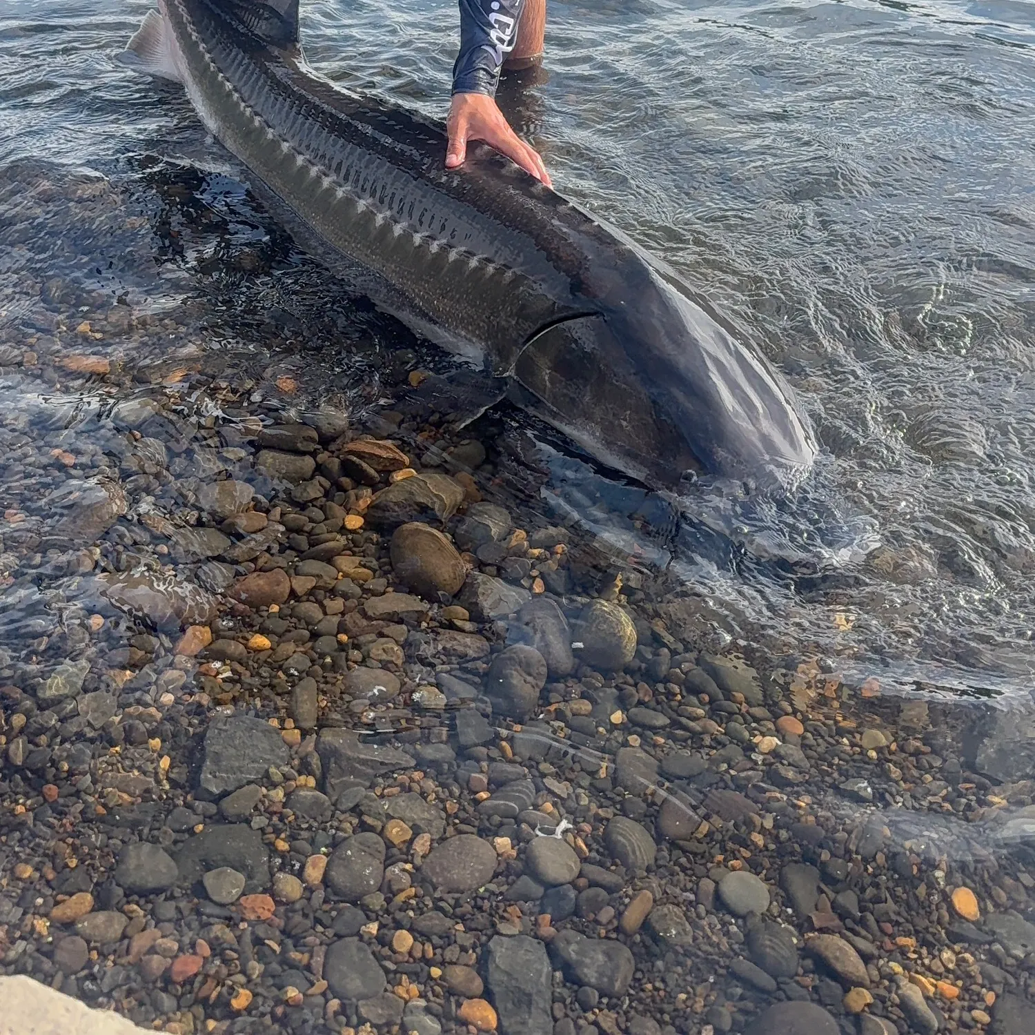 White sturgeon caught on Fishbrain