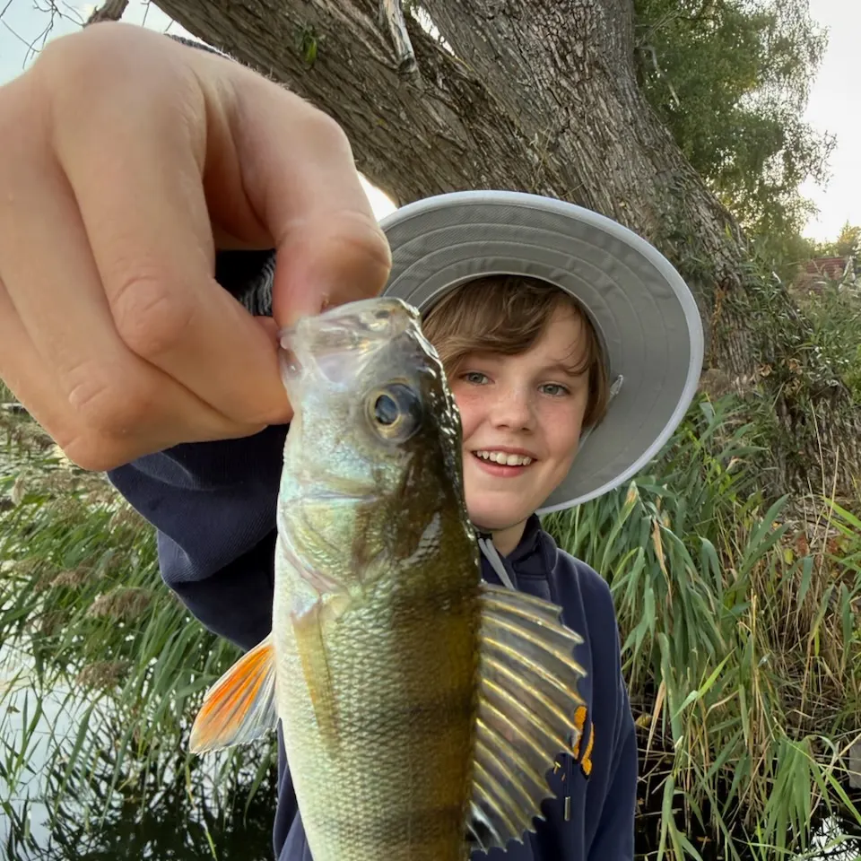 European perch caught on Fishbrain