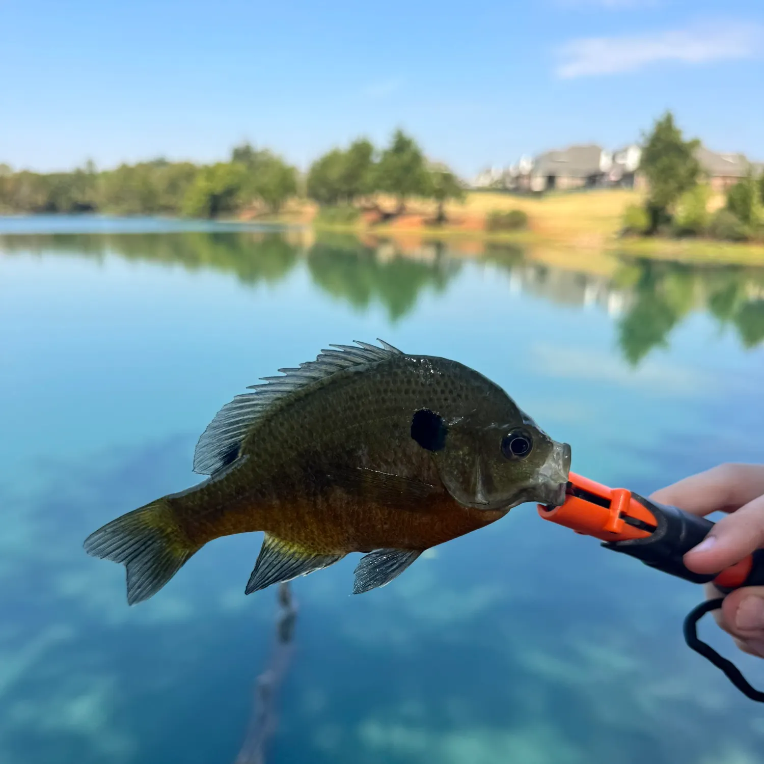 Bluegill caught on Fishbrain