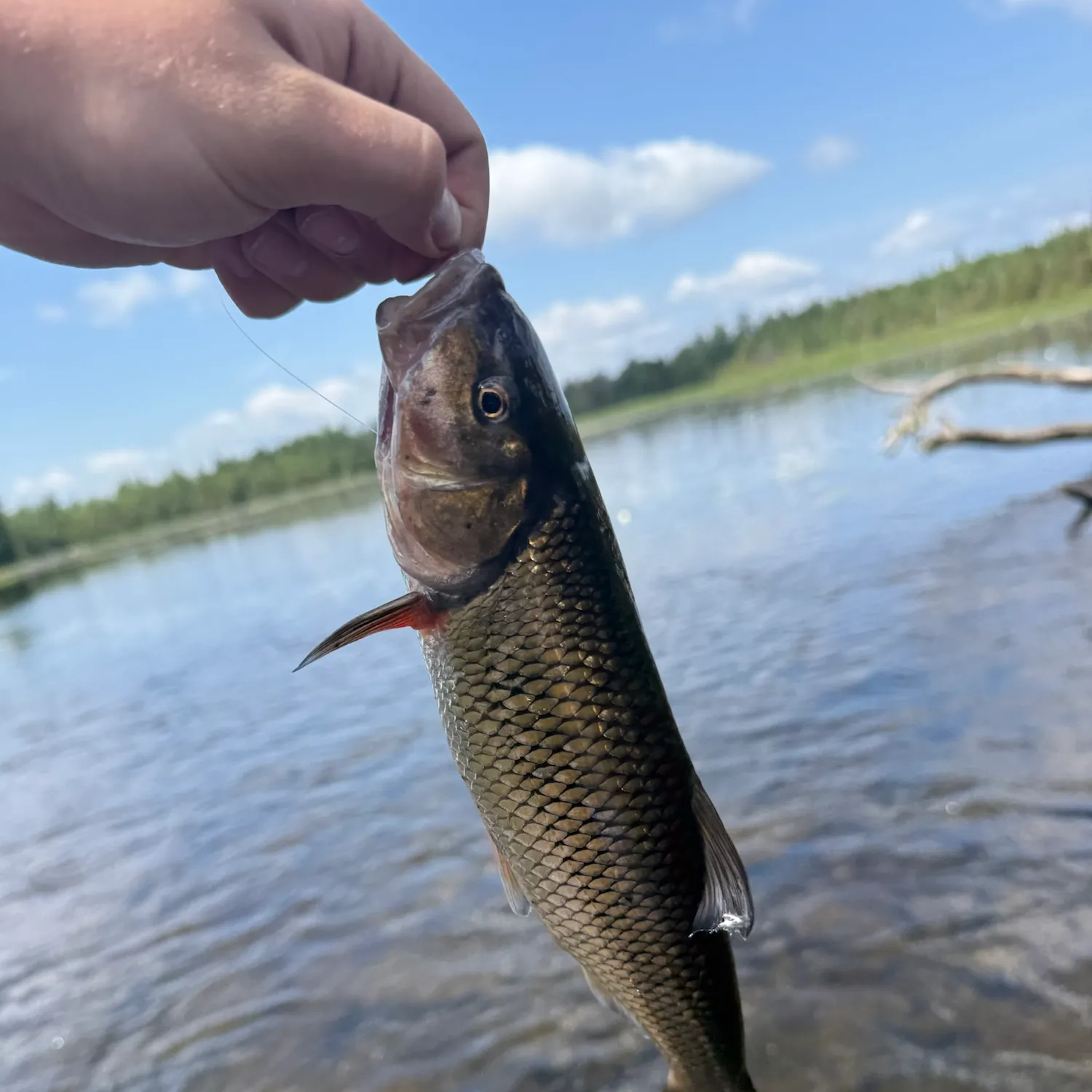 Fallfish caught on Fishbrain