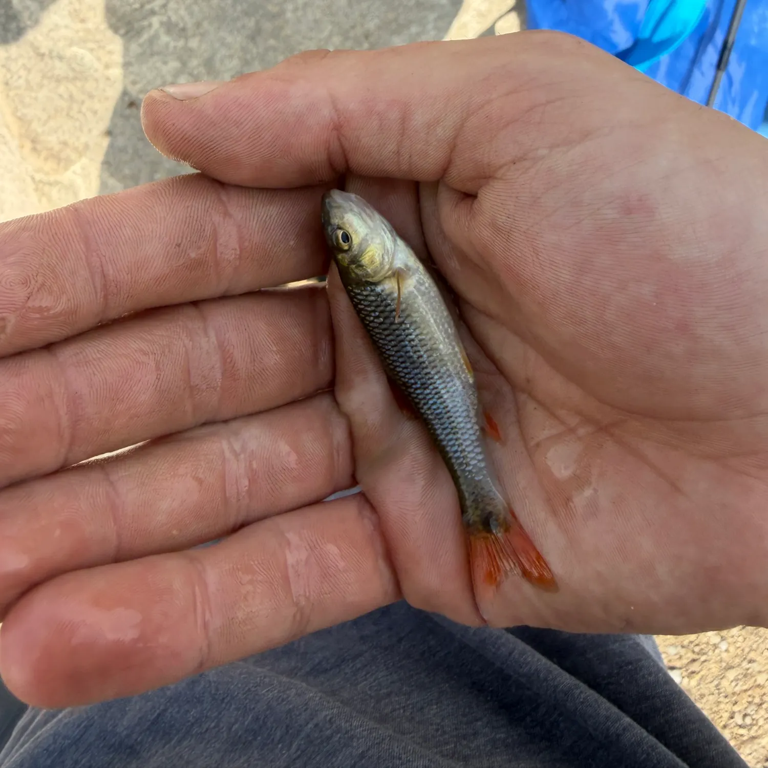 Smallmouth redhorse caught on Fishbrain