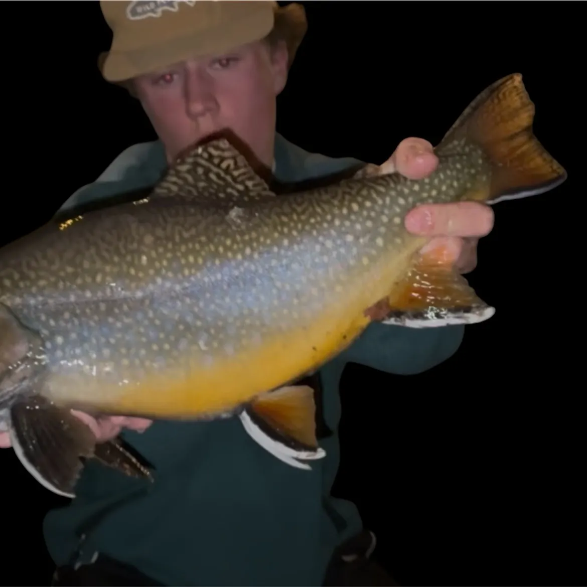 Brook trout caught on Fishbrain
