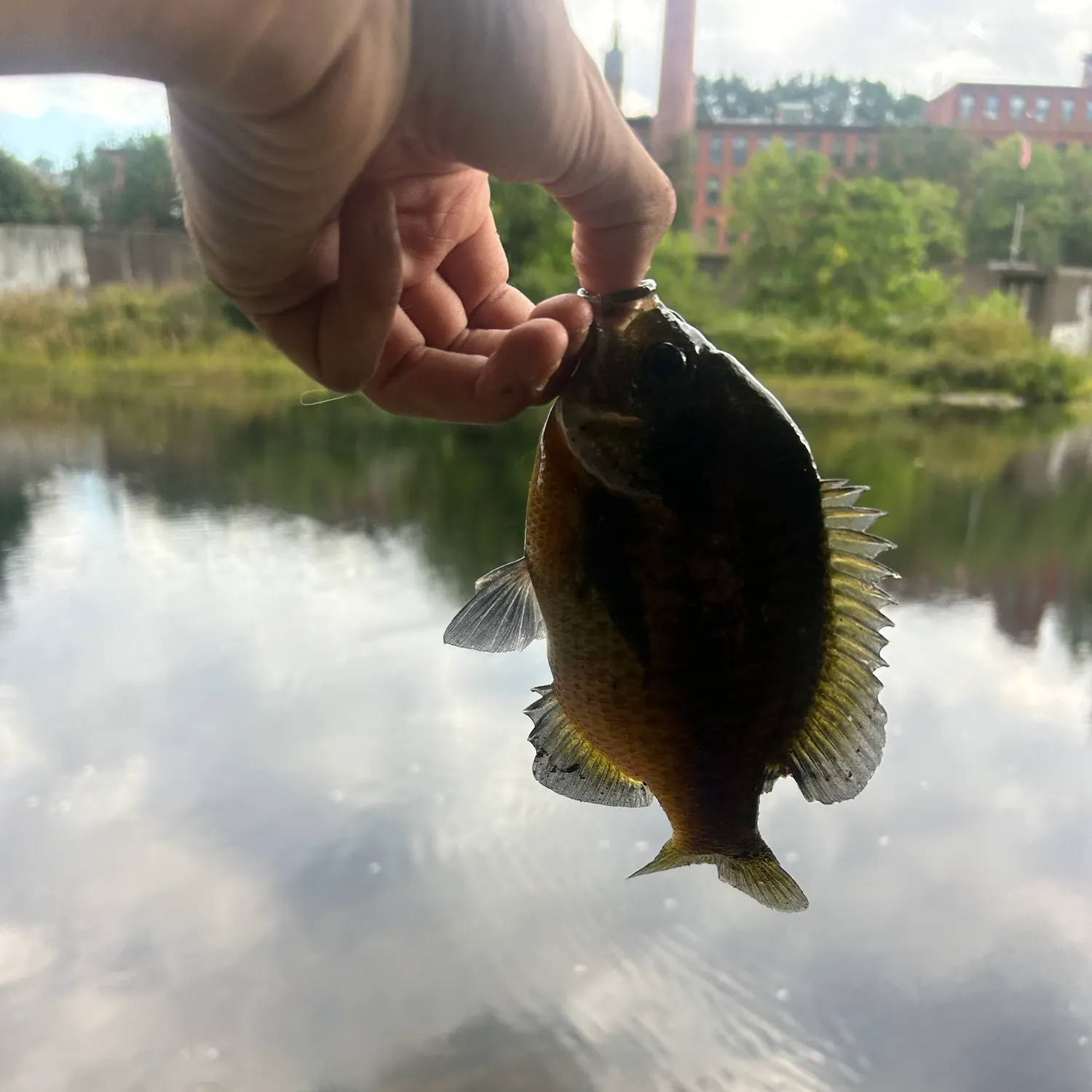 Fish caught on Fishbrain