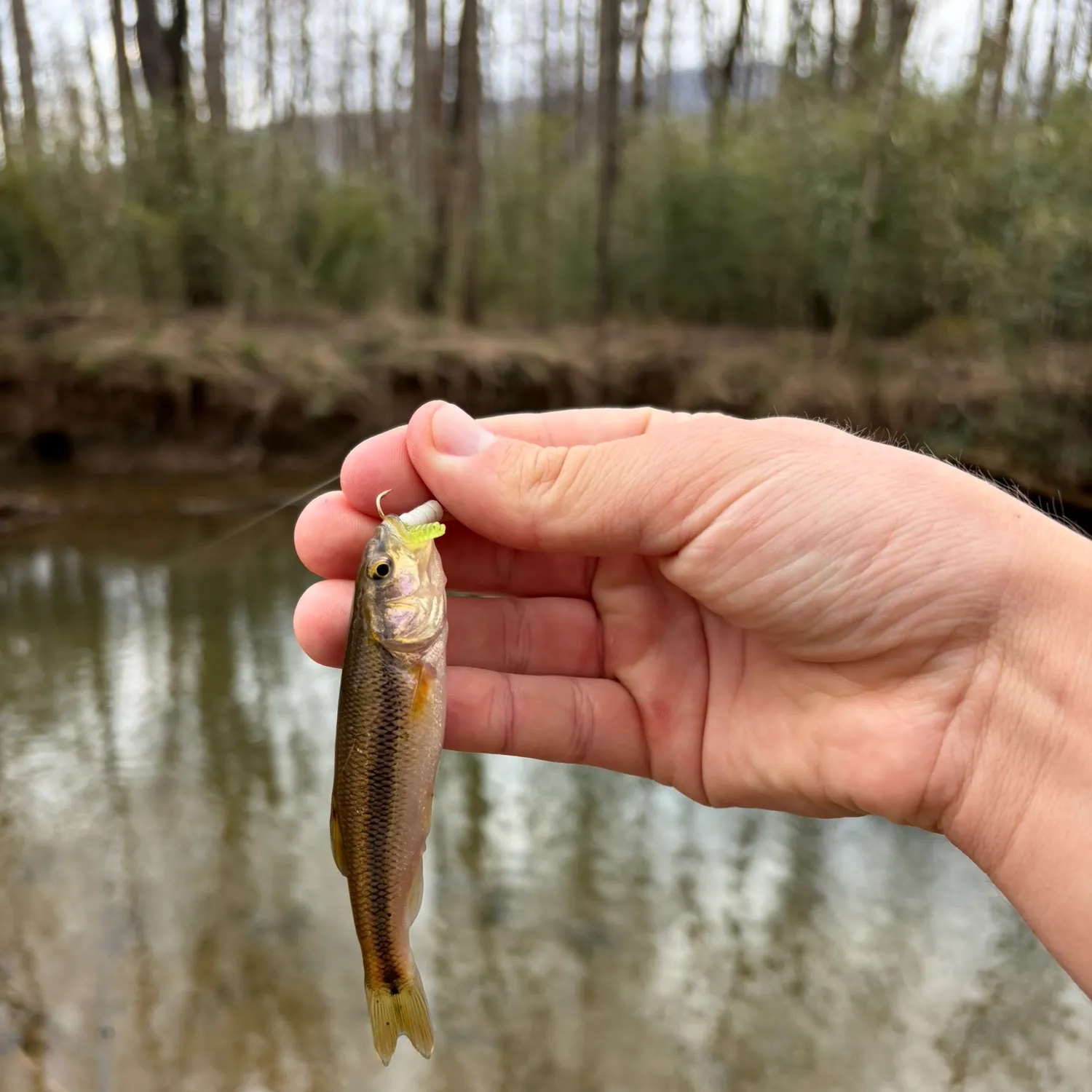 The most recent Bigmouth chub catches on Fishbrain