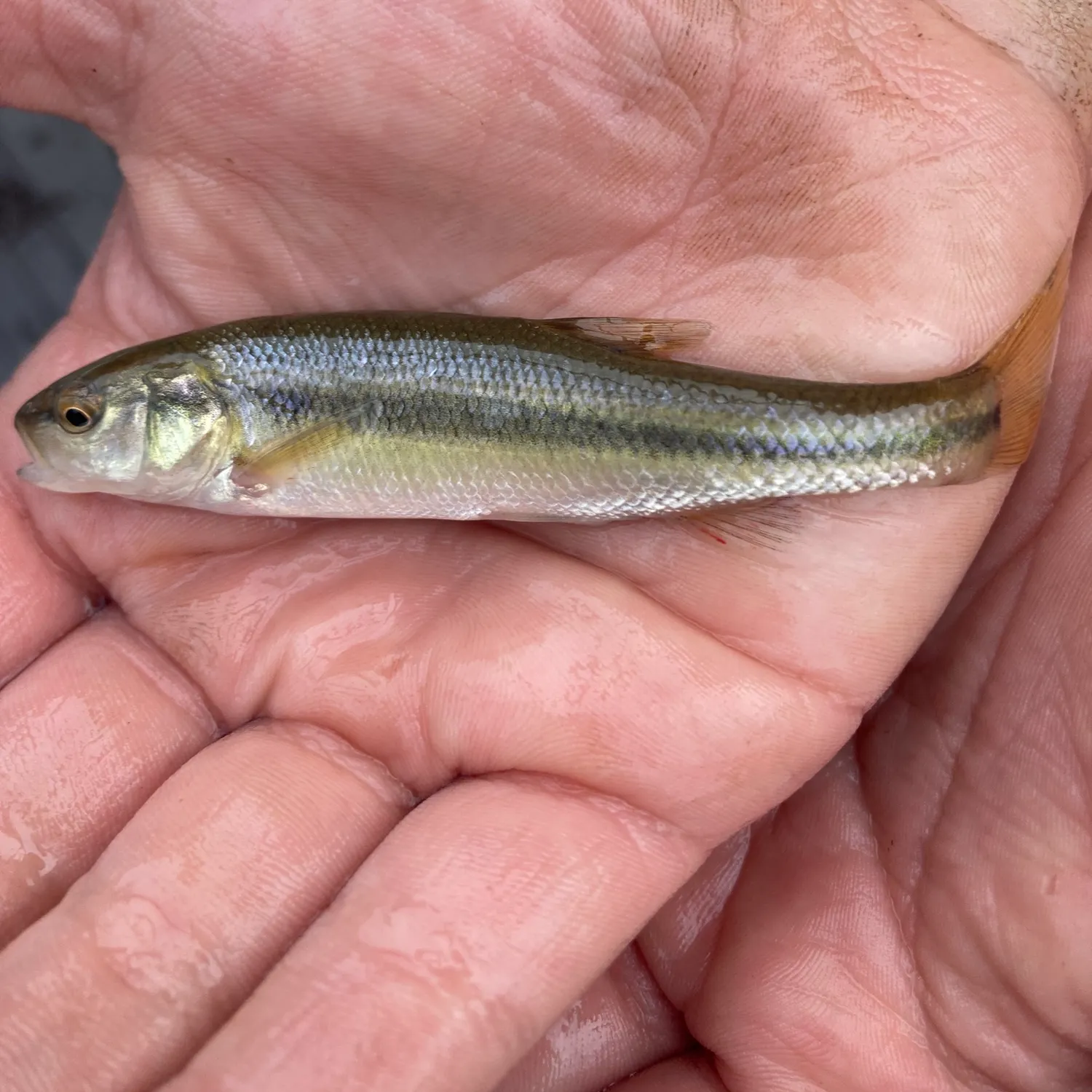 Creek chub caught on Fishbrain