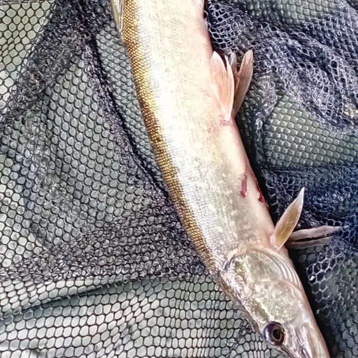 Northern pike caught on Fishbrain