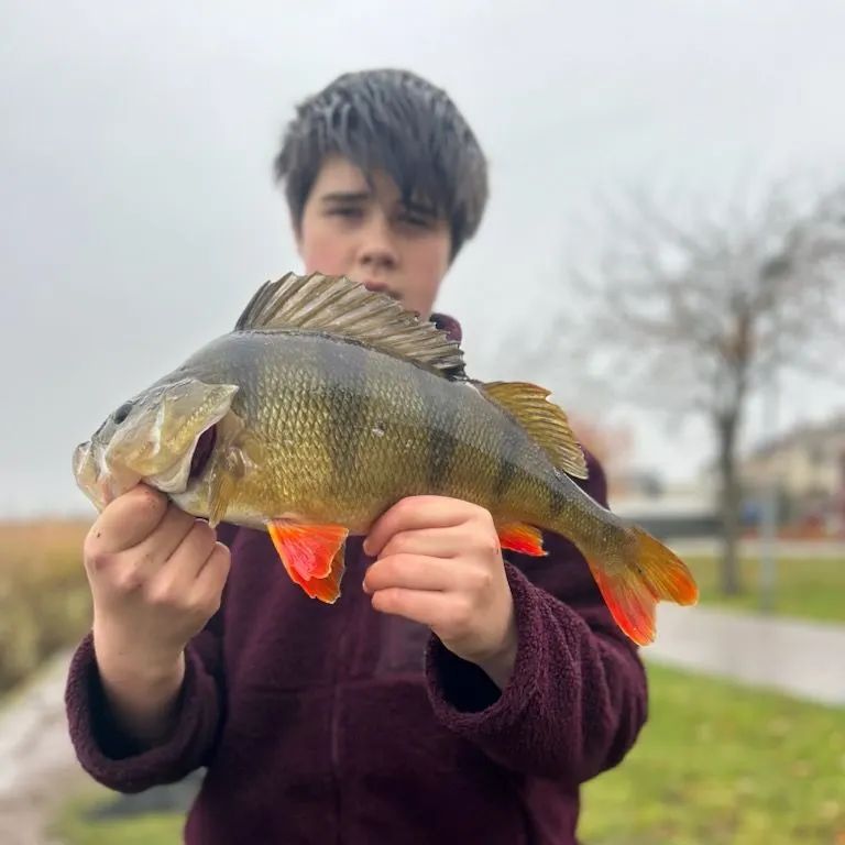 European perch caught on Fishbrain