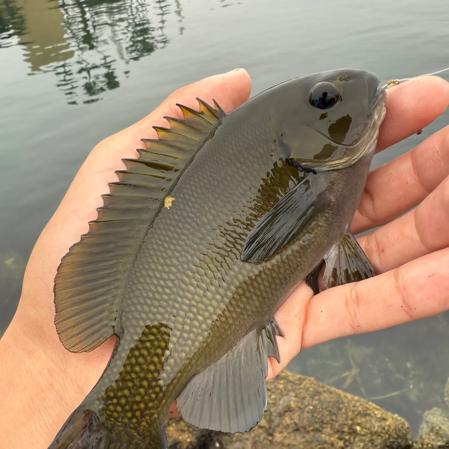 The most recent Opaleye catches on Fishbrain