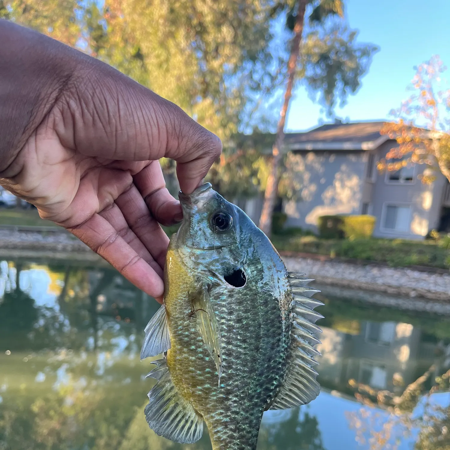 Bluegill caught on Fishbrain