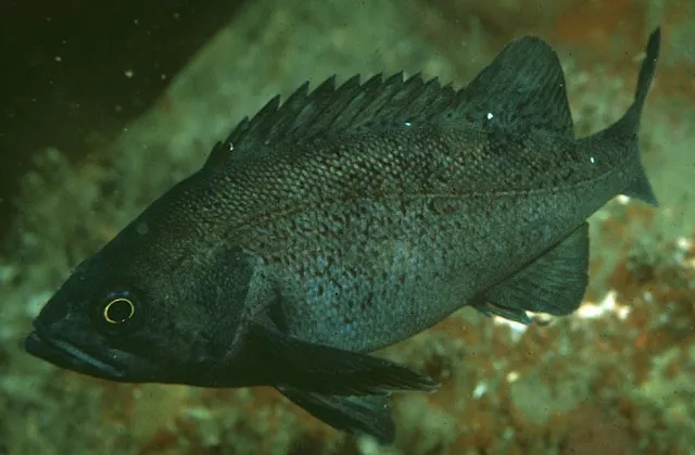 Dusky rockfish