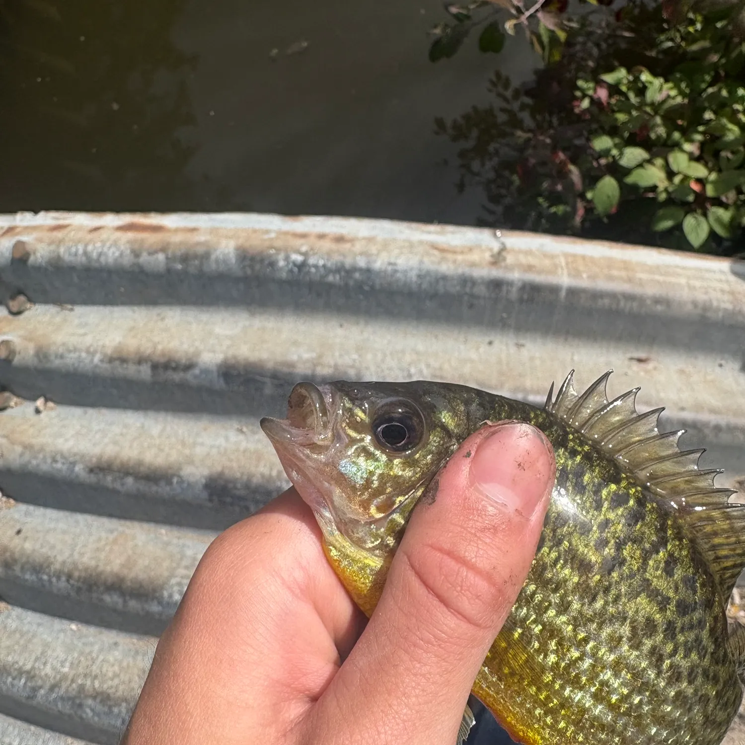 Pumpkinseed caught on Fishbrain