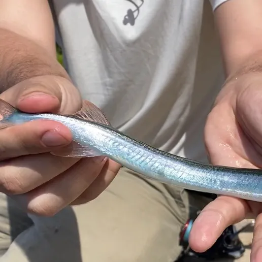 The most recent Redfin needlefish catches on Fishbrain
