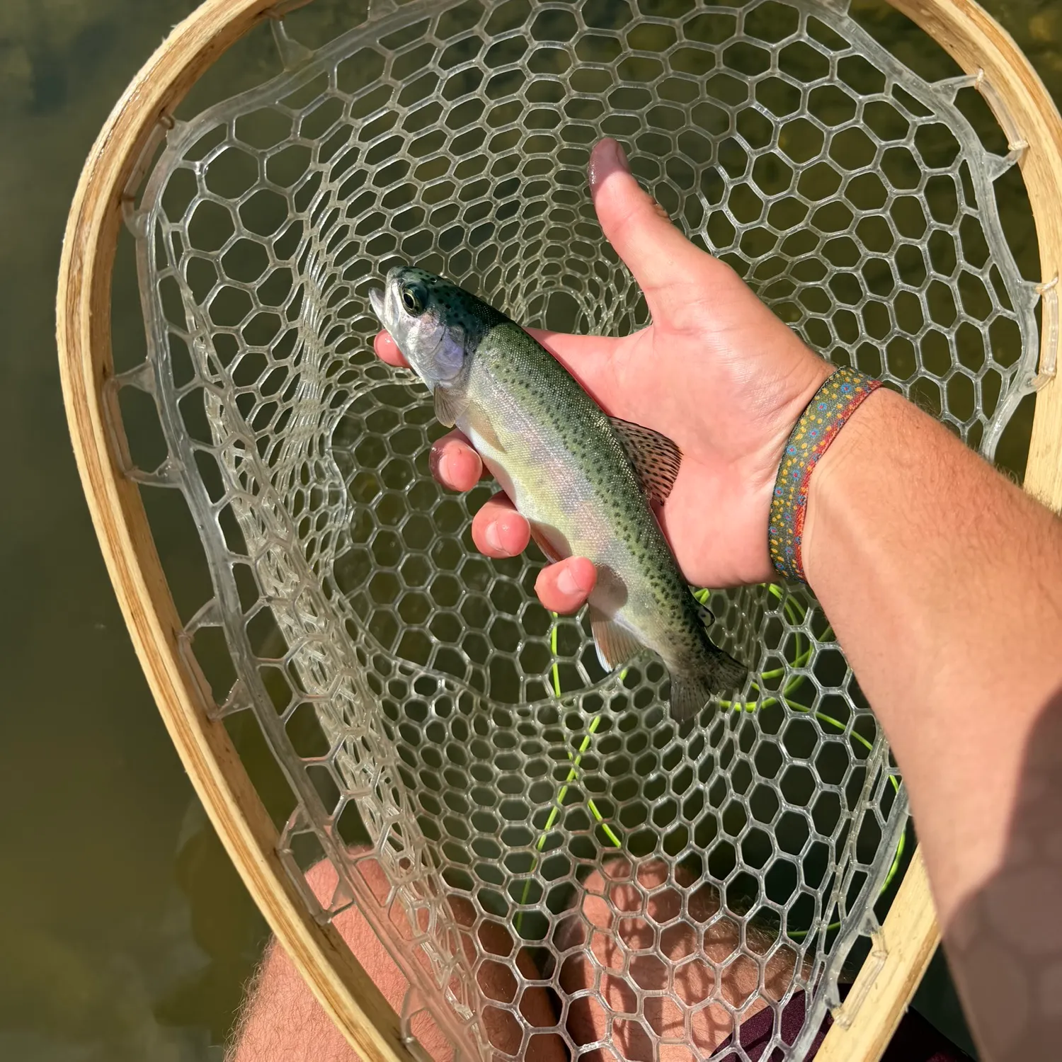 Rainbow trout caught on Fishbrain